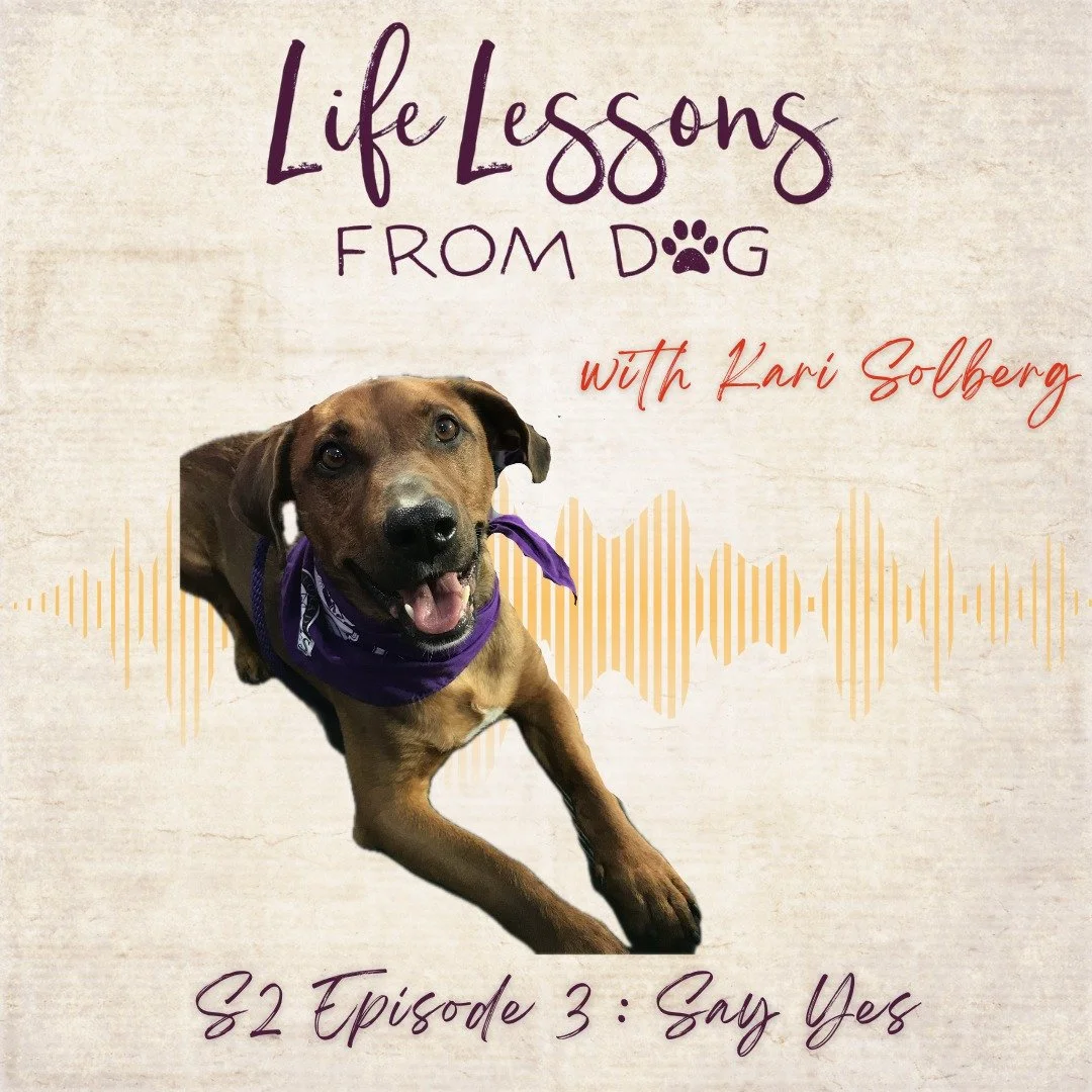 In this episode, I’m sharing the story of how I went from frosting cakes to full-time dog training — following the thread of instinct, alignment, and a quiet knowing that just wouldn’t let go. From forming my first LLC to buying a p