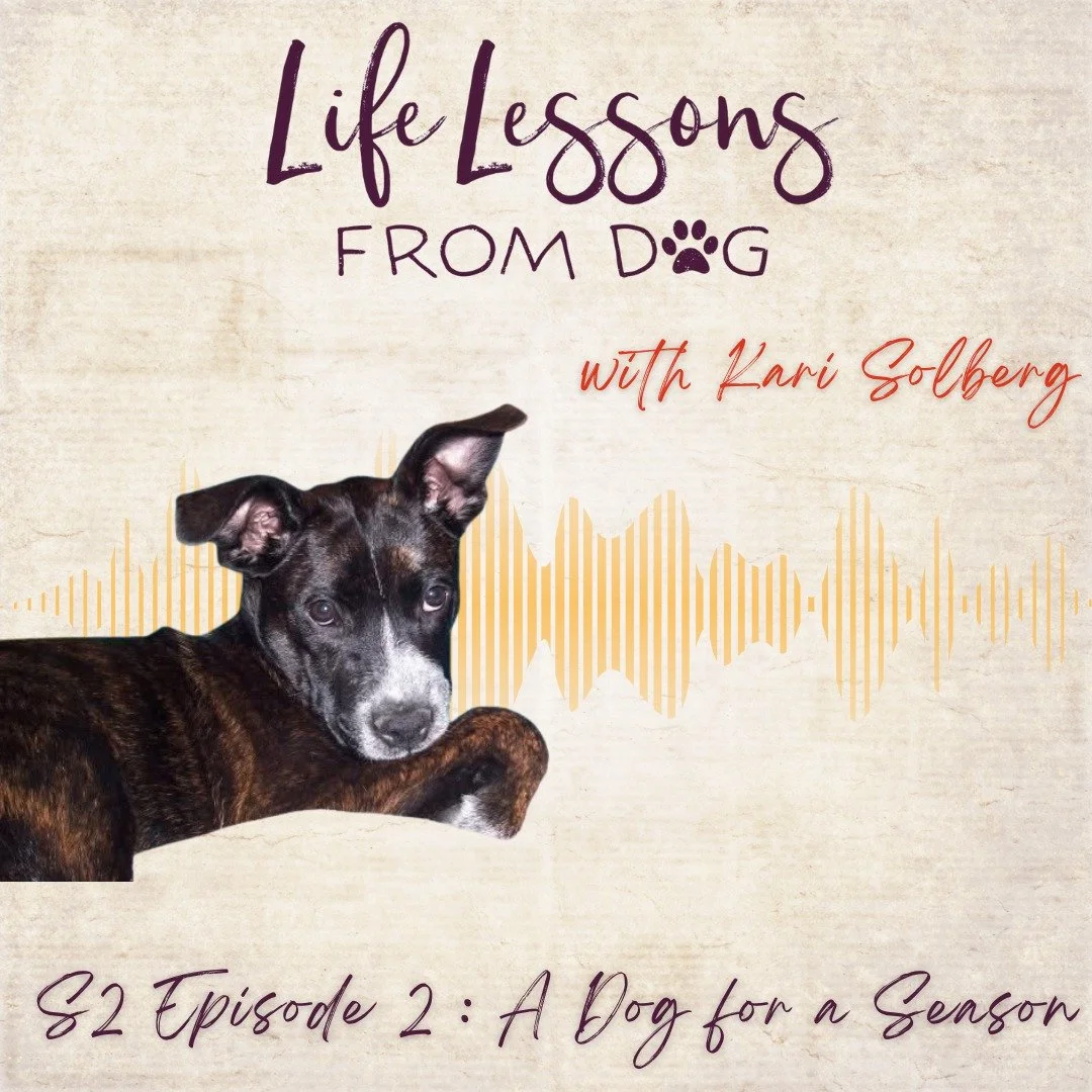 Some dogs are meant to walk with us for a season—and they leave a mark that never fades. 💛
In this week’s episode of Life Lessons from Dog, I’m sharing the story of Bailey—my first dog in adulthood. She came into my life dur