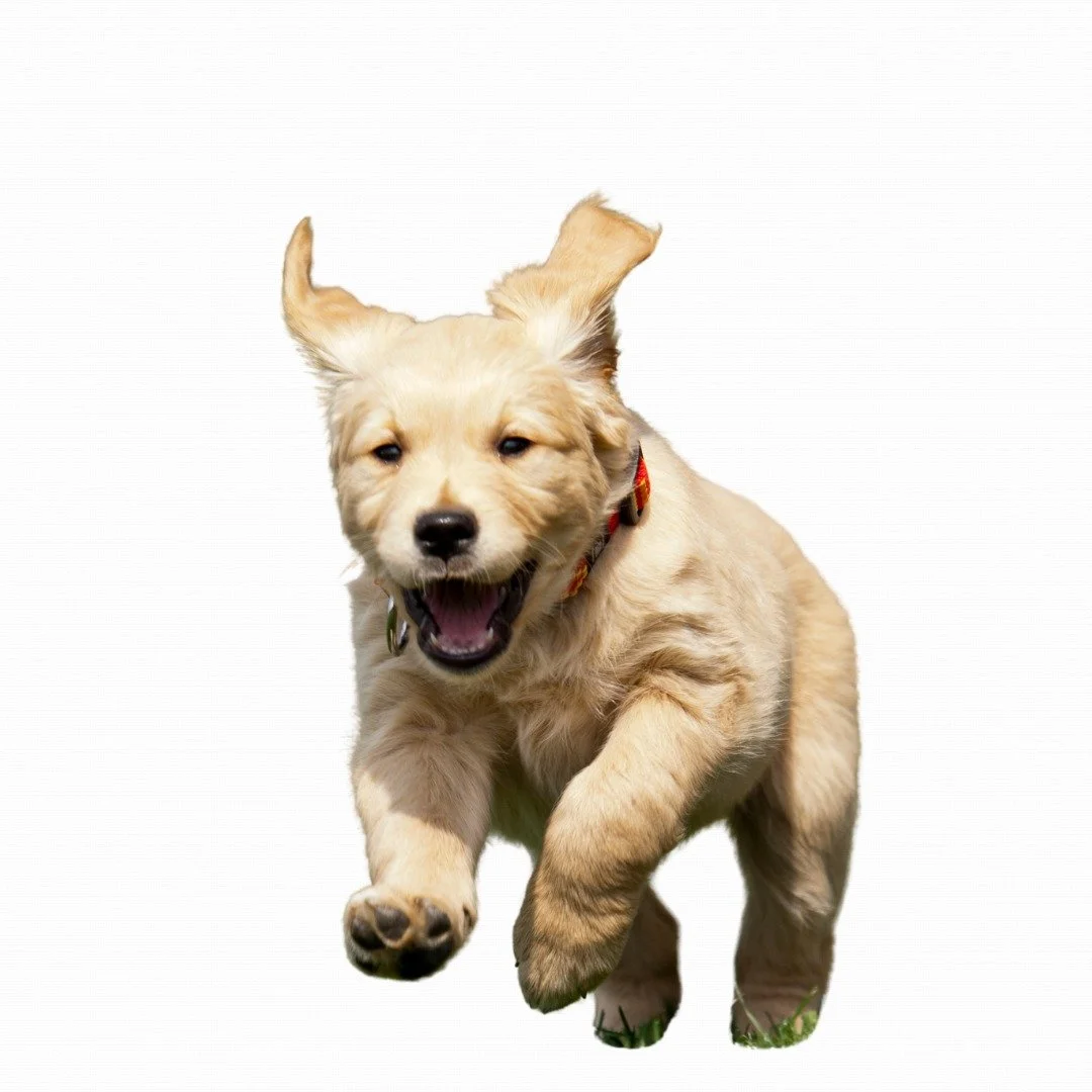 🚨 Don't miss out! 🚨
Our Puppy Foundations class in Elizabeth starts this Monday September 8th at 6pm, and there are just a couple spots left!
If you’ve got a pup under 6 months, this is your chance to build a solid training foundation that l