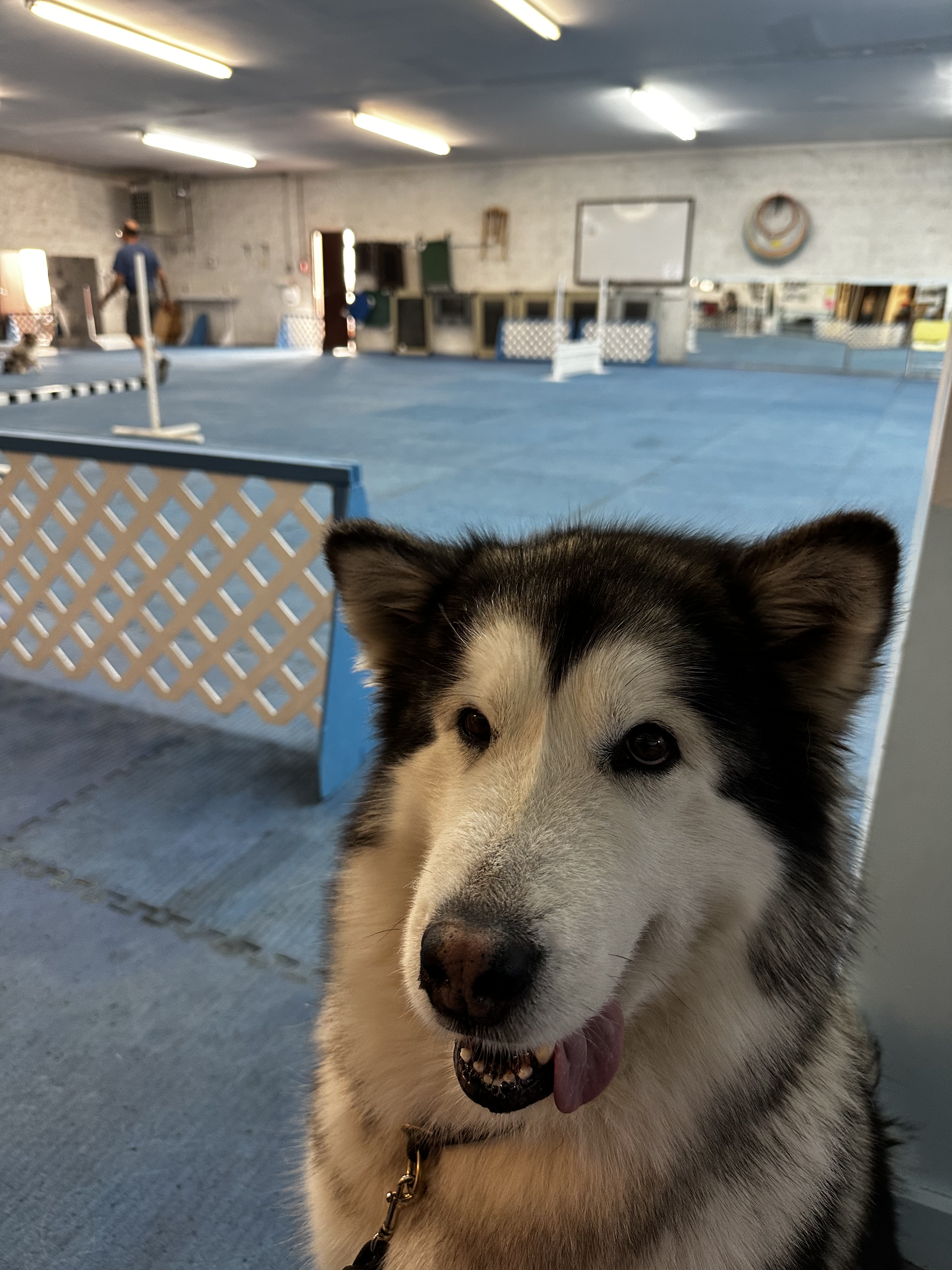 Eden working on leveling up her skills to compete in the Open ring for obedience.