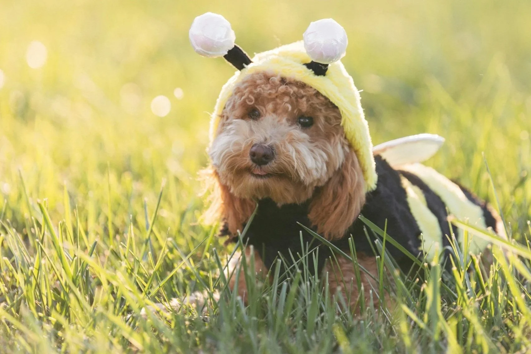 Howl-o-ween Adopter & Foster Party!