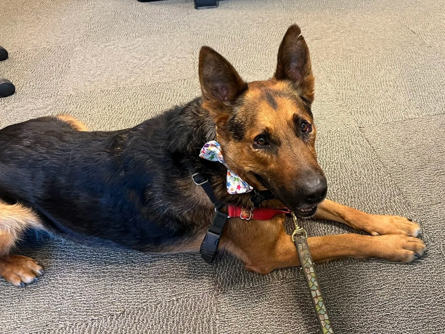 German Shepard dog