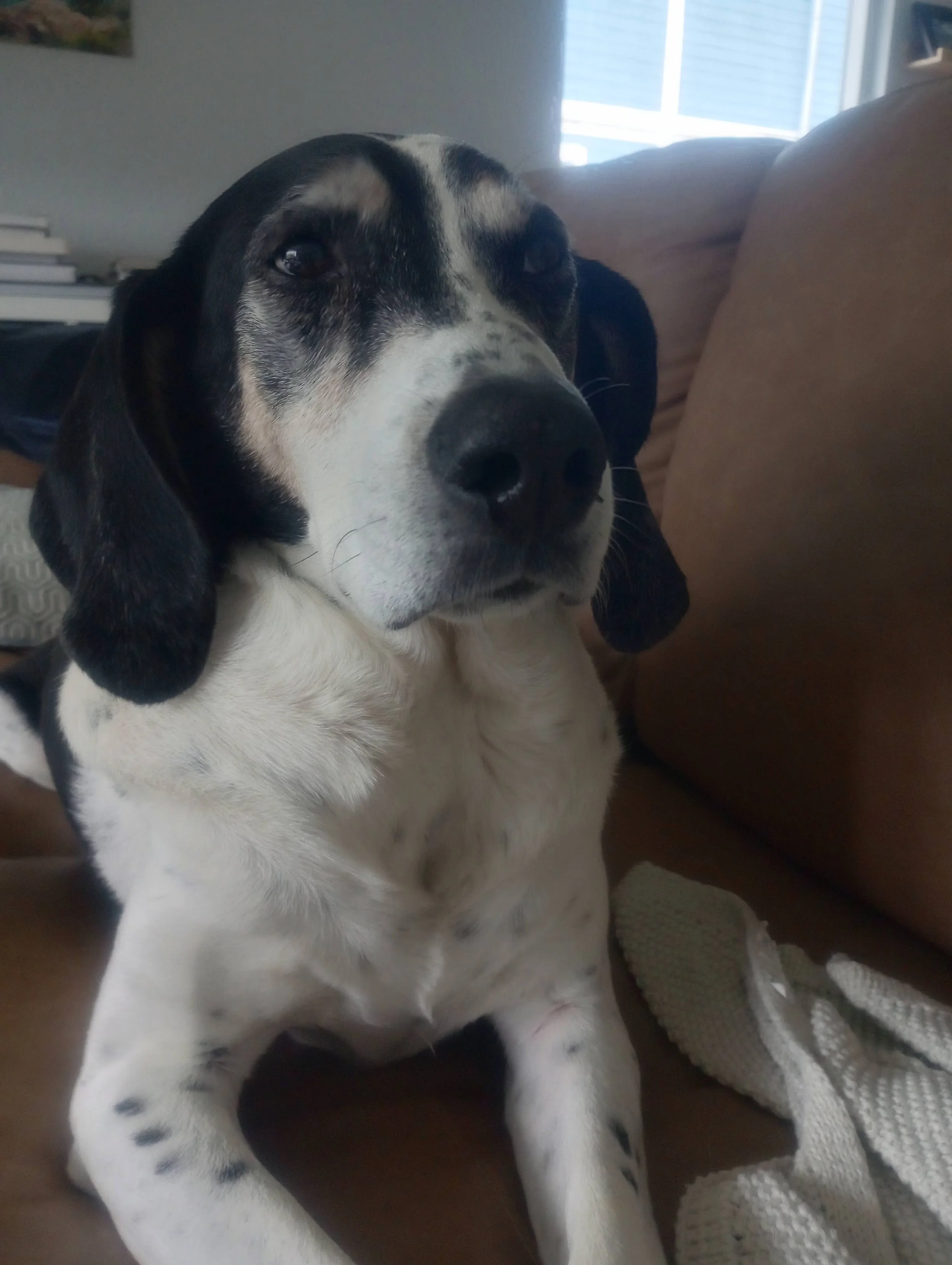 beagle dog