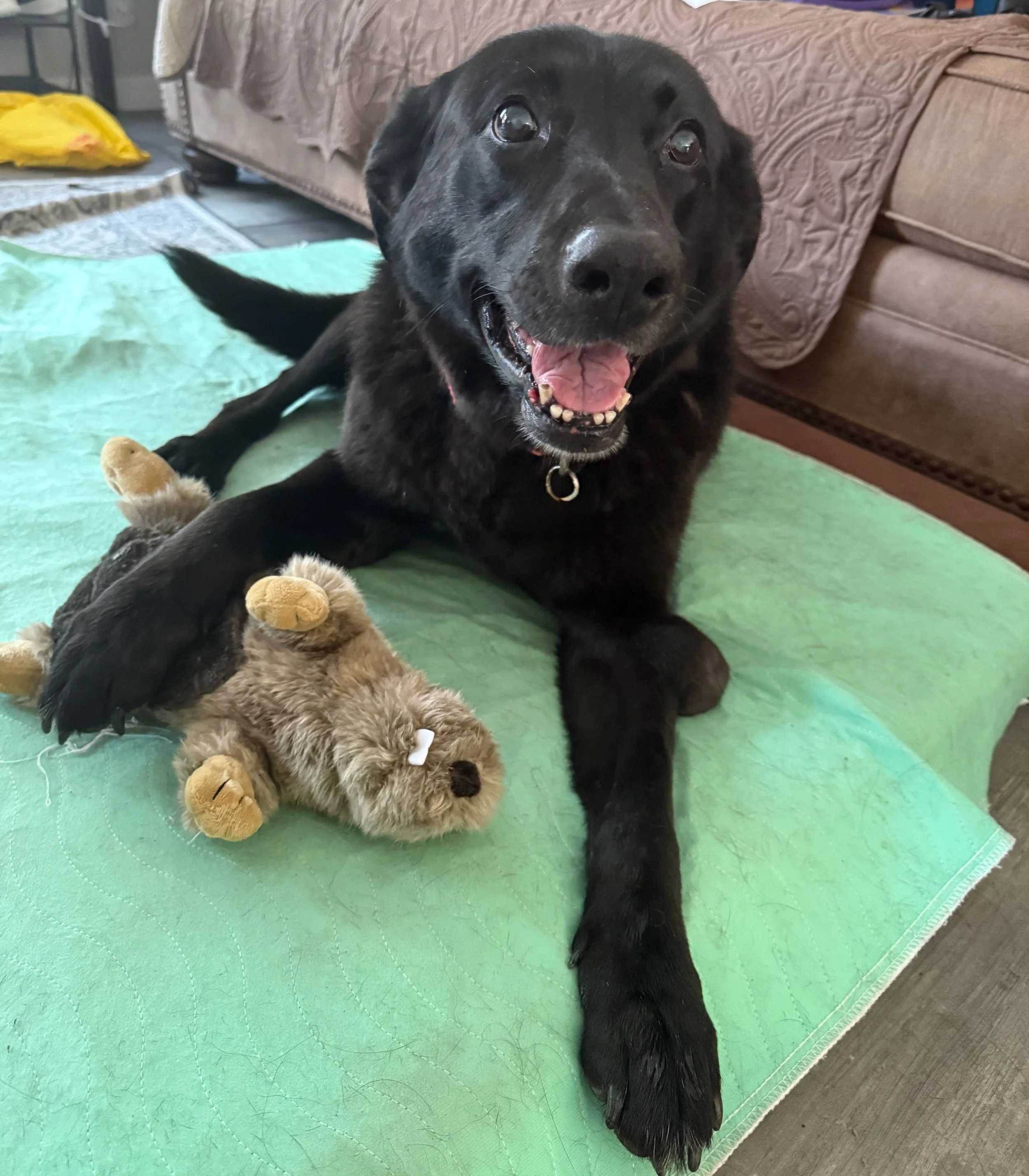 Sylvia dog rainbow bridge