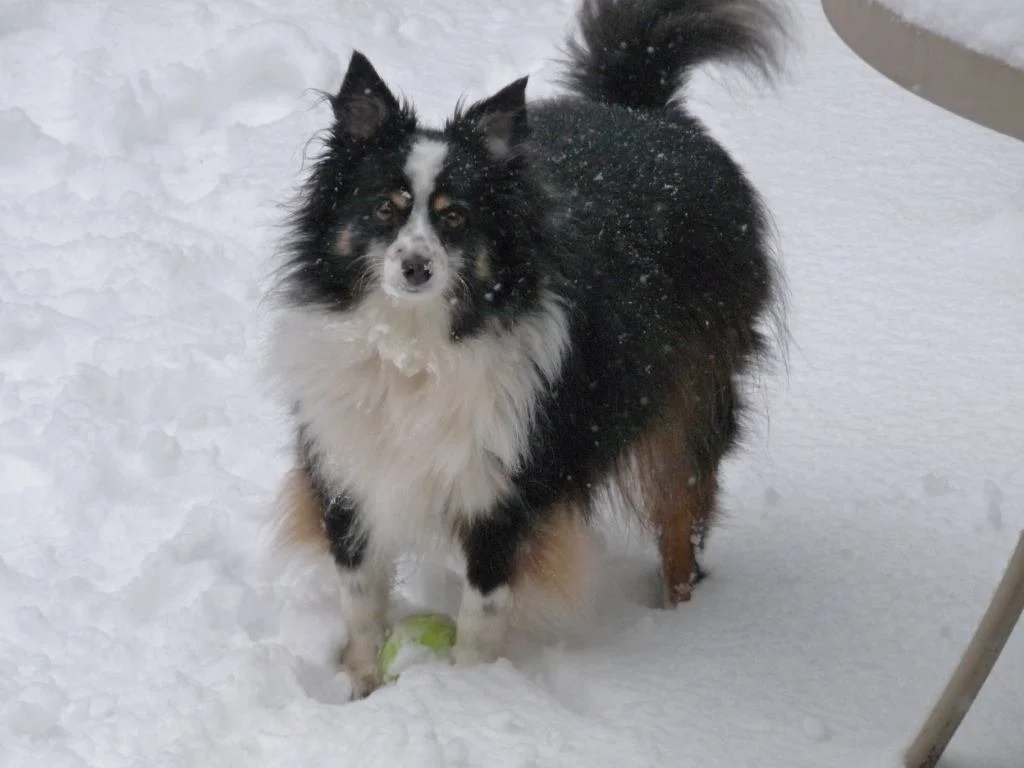 Ludo dog in snow