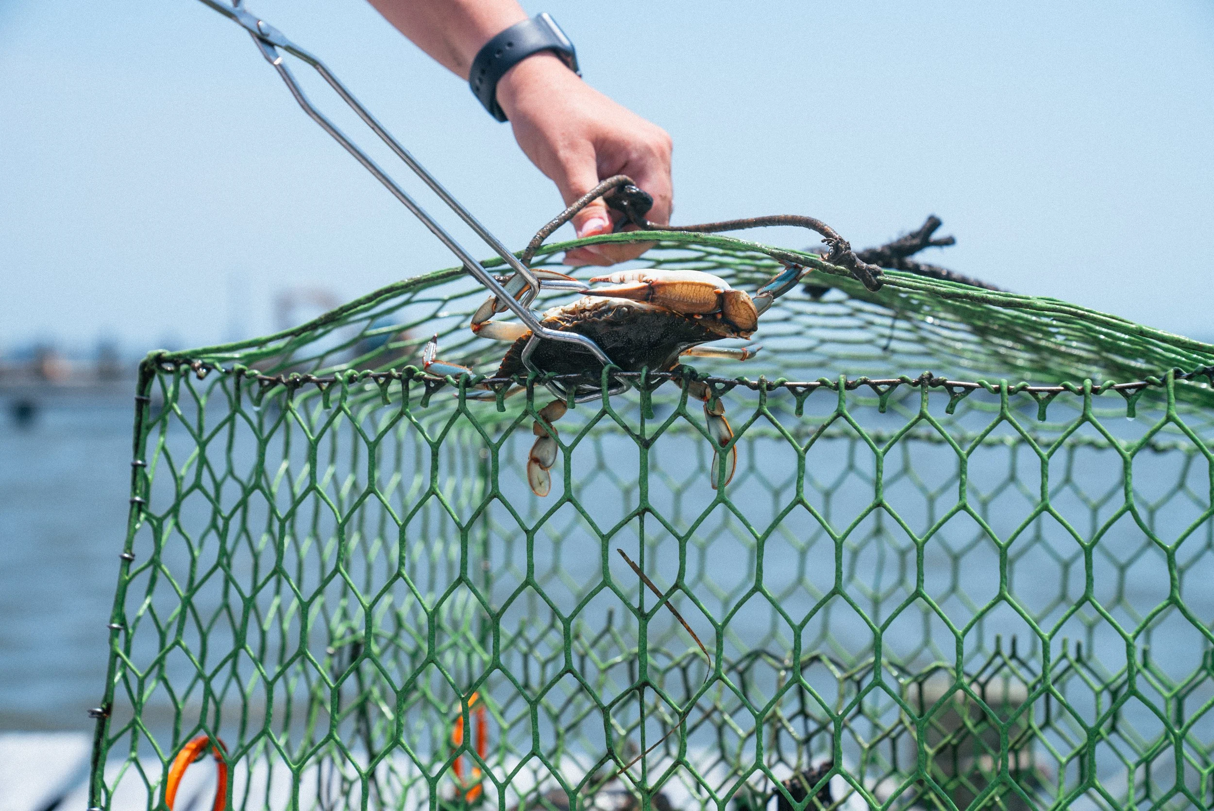 blue crab, seafood, down east, carteret catch, always nc fresh, nc seafood