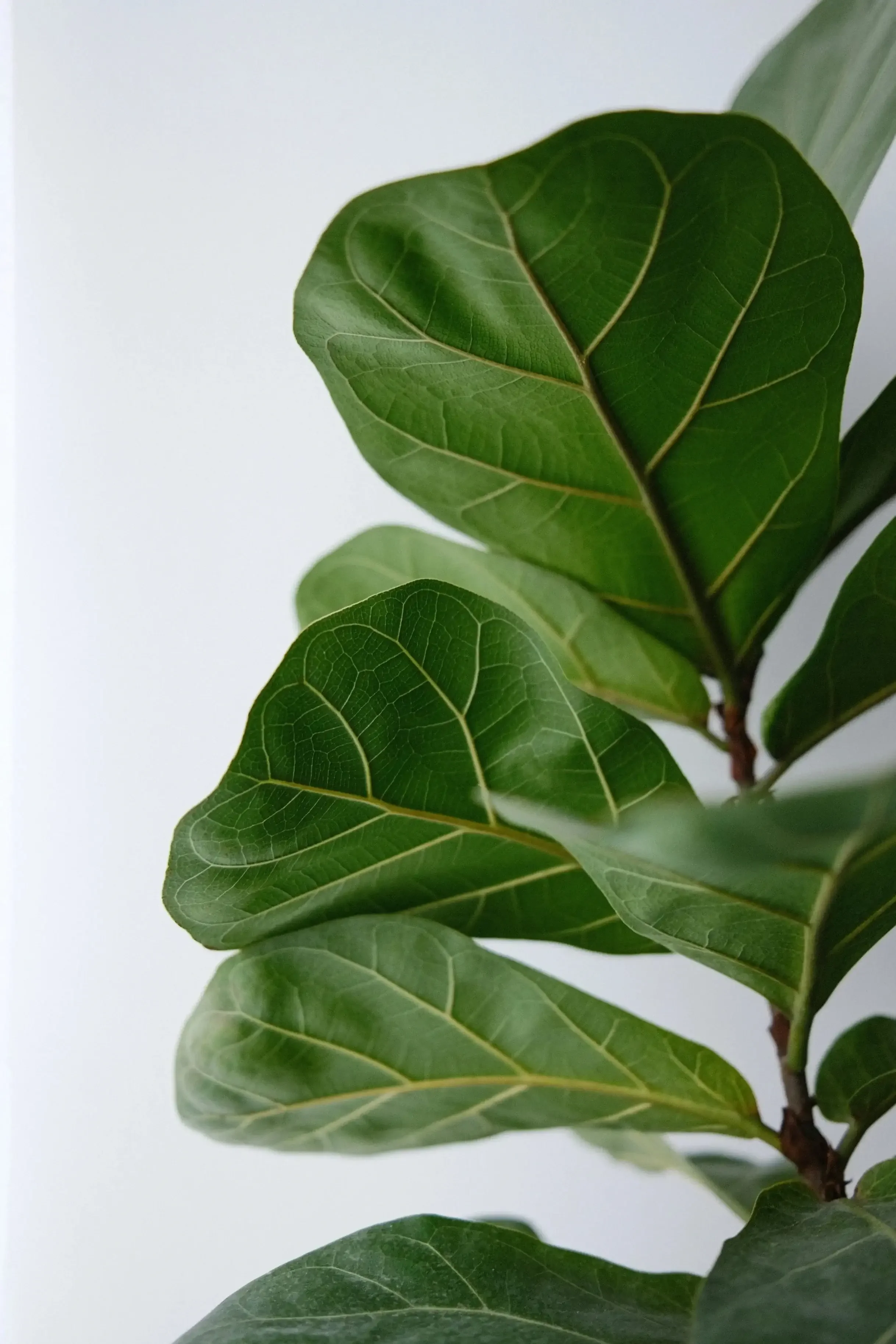 indoor ficus plant in west los angeles group therapy practice office