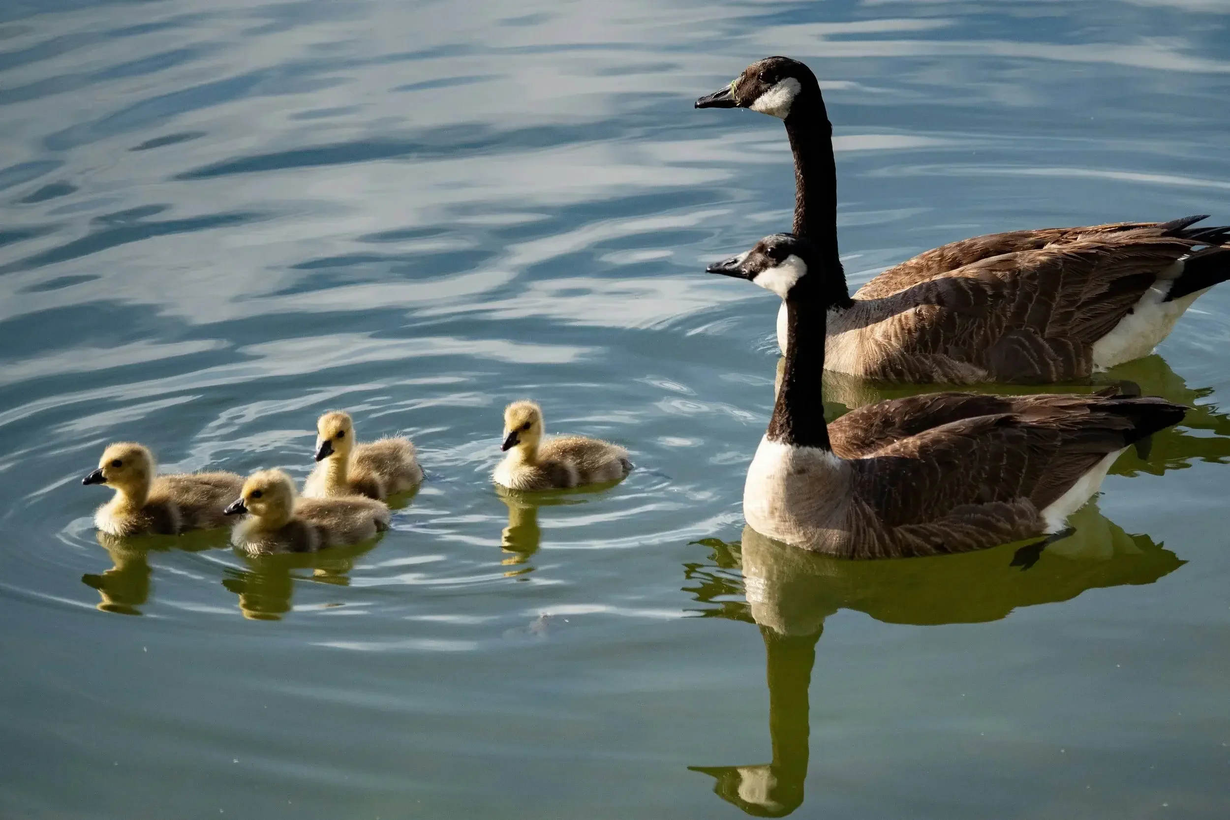 geese parents swimming with chicks in lake