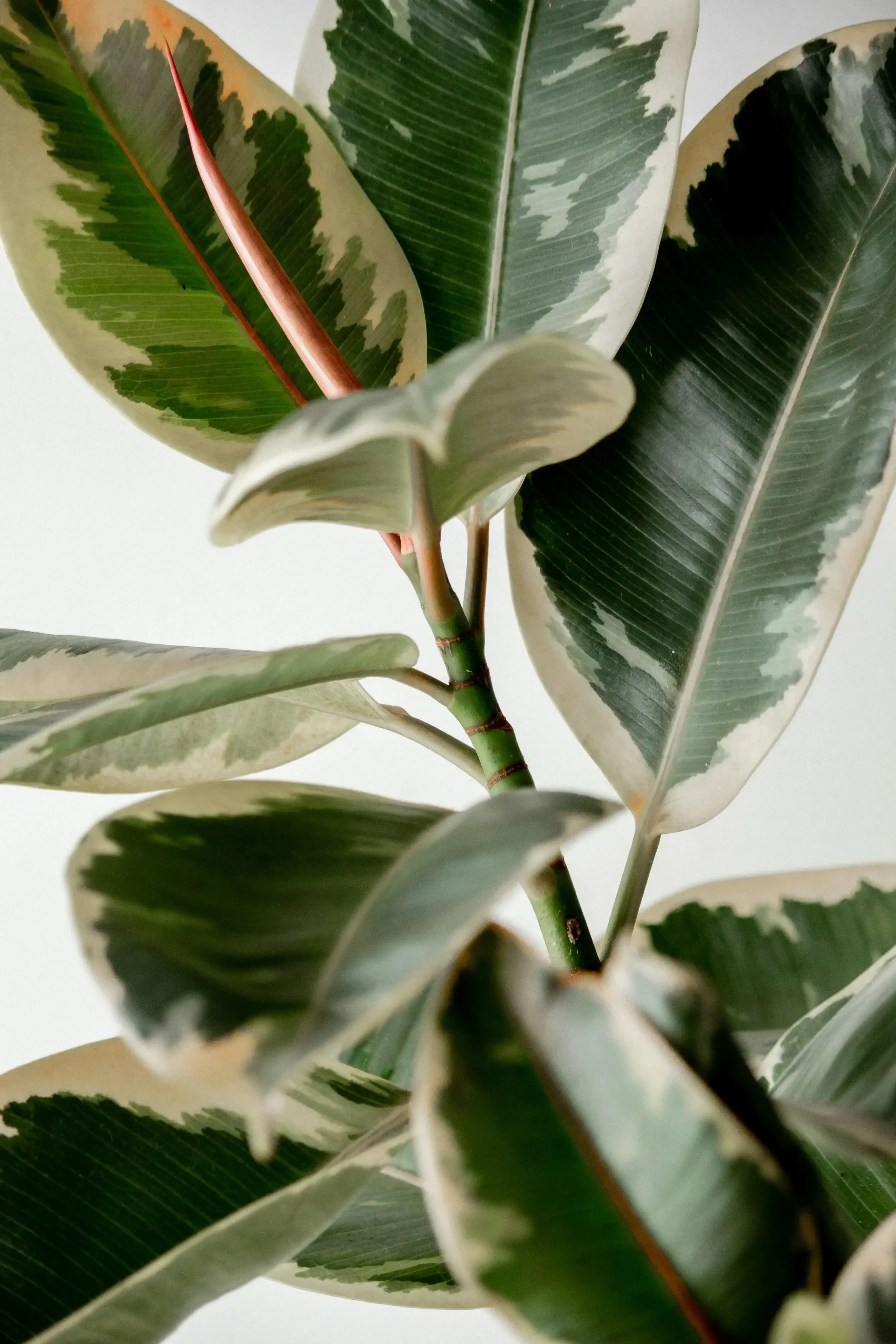 variegated rubber plant potted indoor plant