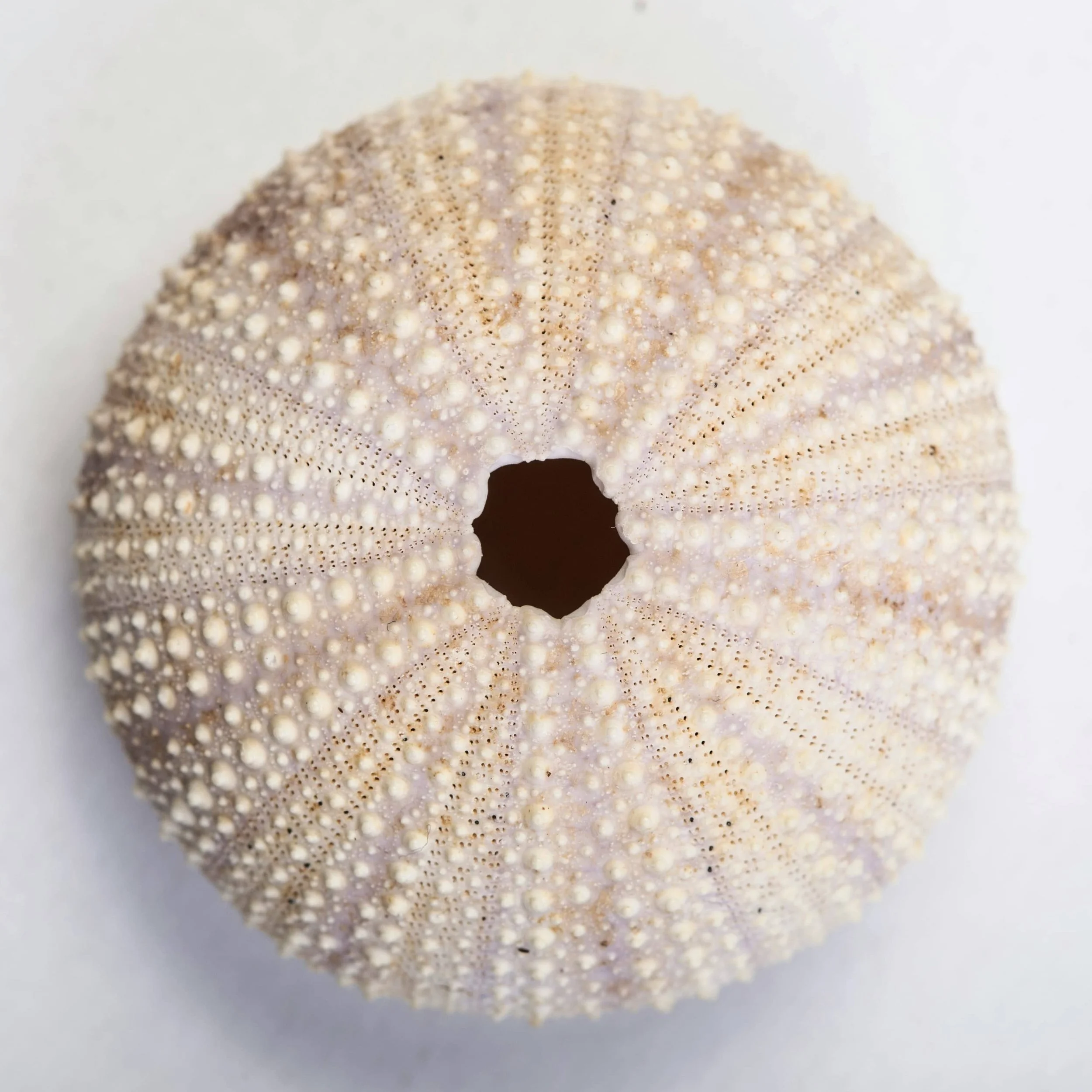 close-up photo of a sea urchin shell taken from above