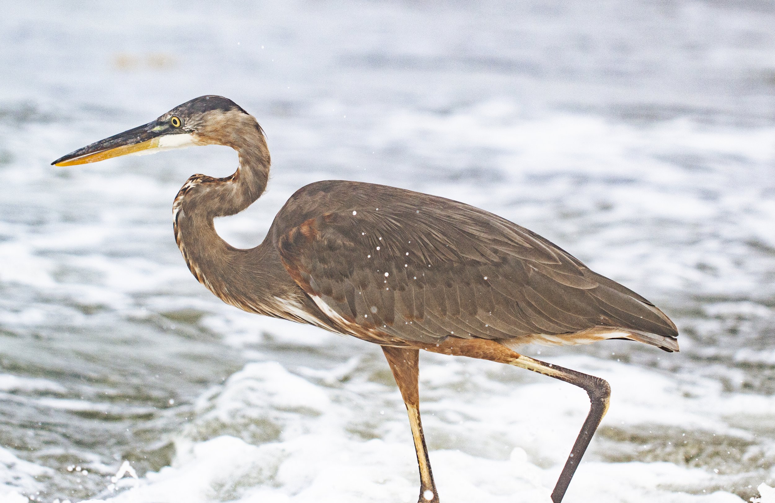 Great Blue Heron