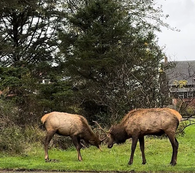 Elk Sightings on the Oregon Coast: Where to Catch a Glimpse of these Majestic Creatures