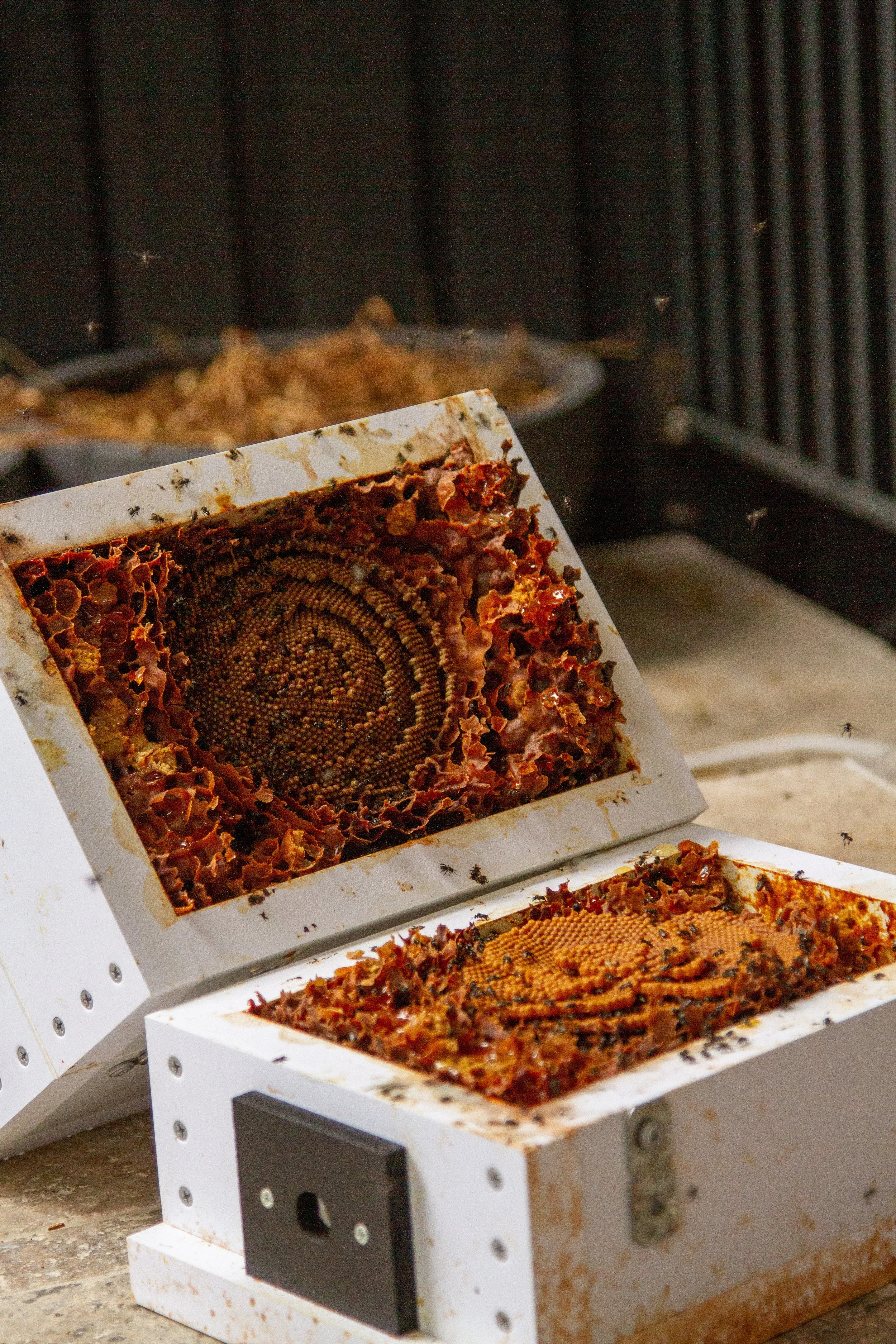 The Beekeeper's Garden