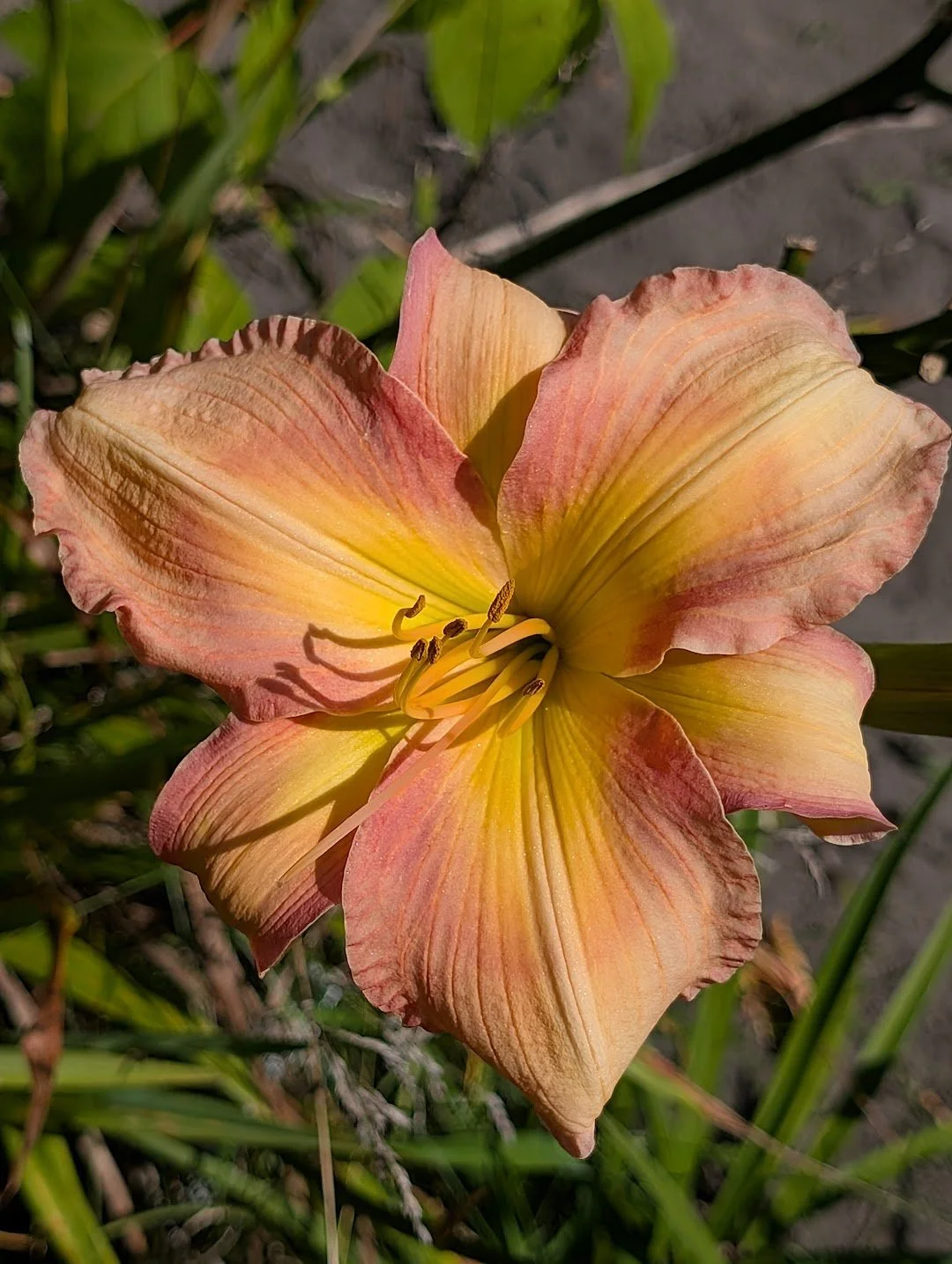 Royal Radiance