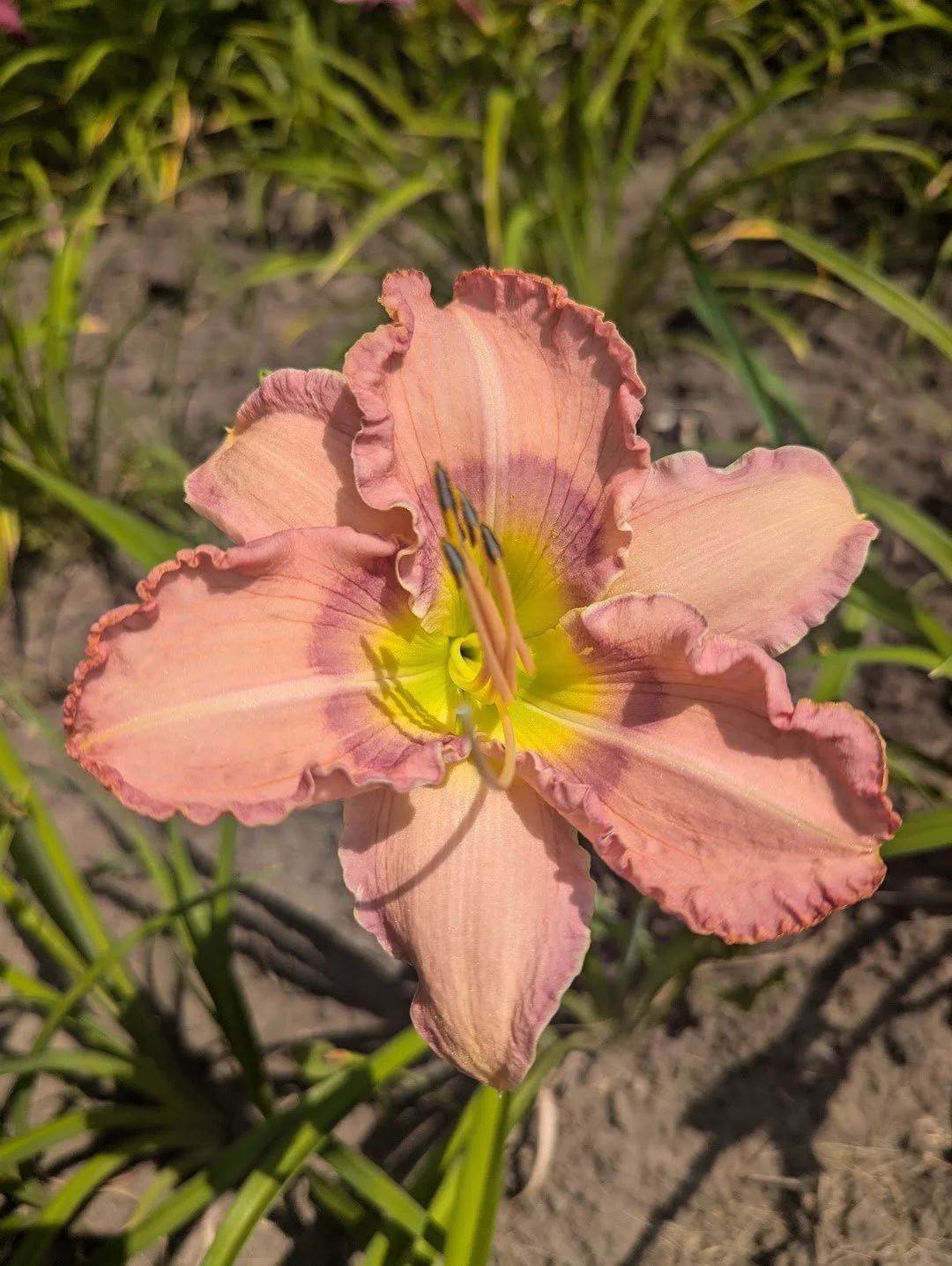 Papillon 1.jpg