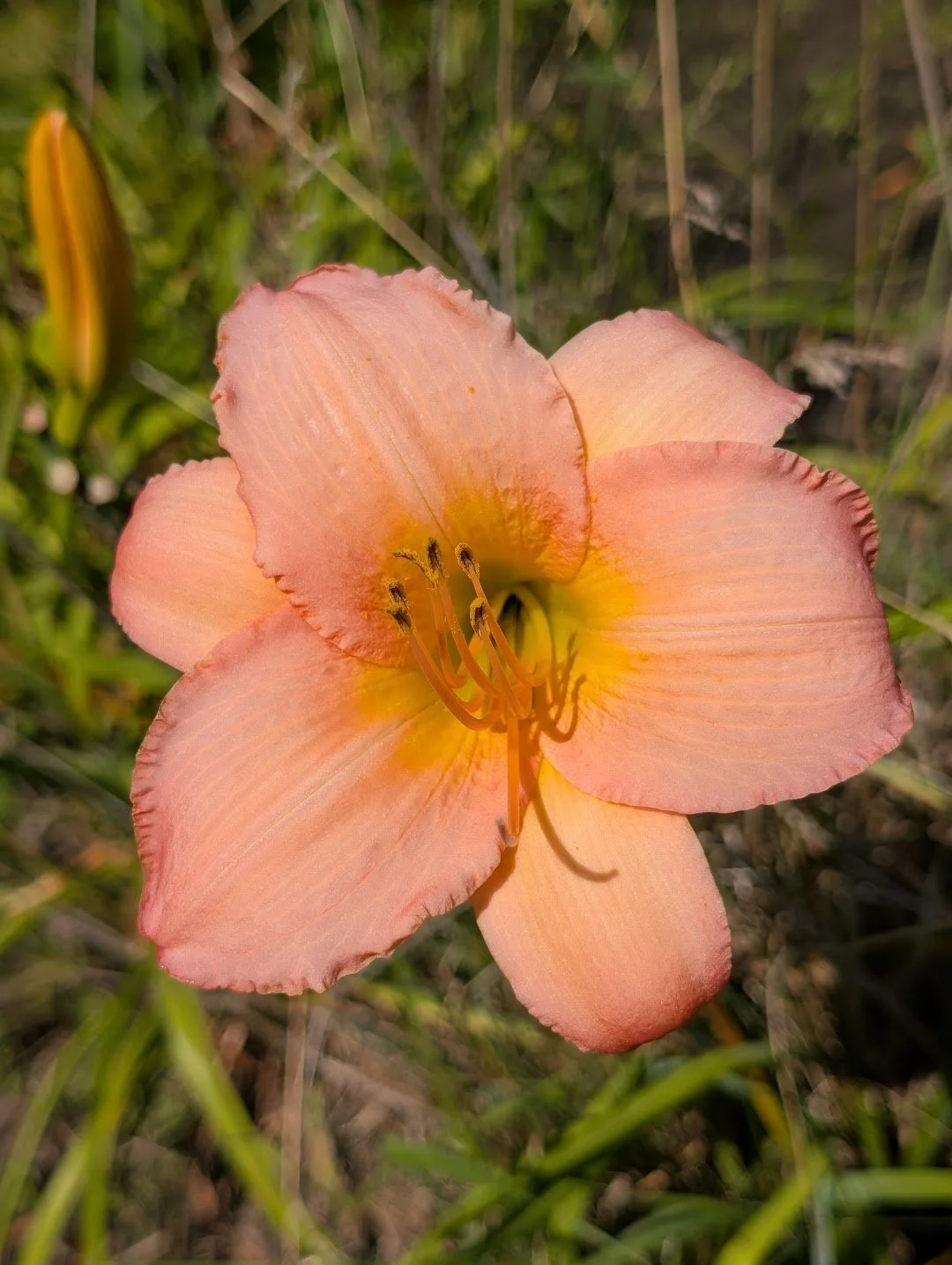 Pink Adobe