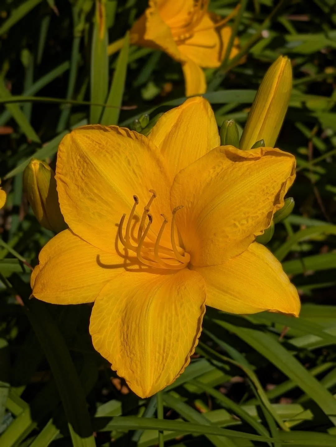 Gold Prize
