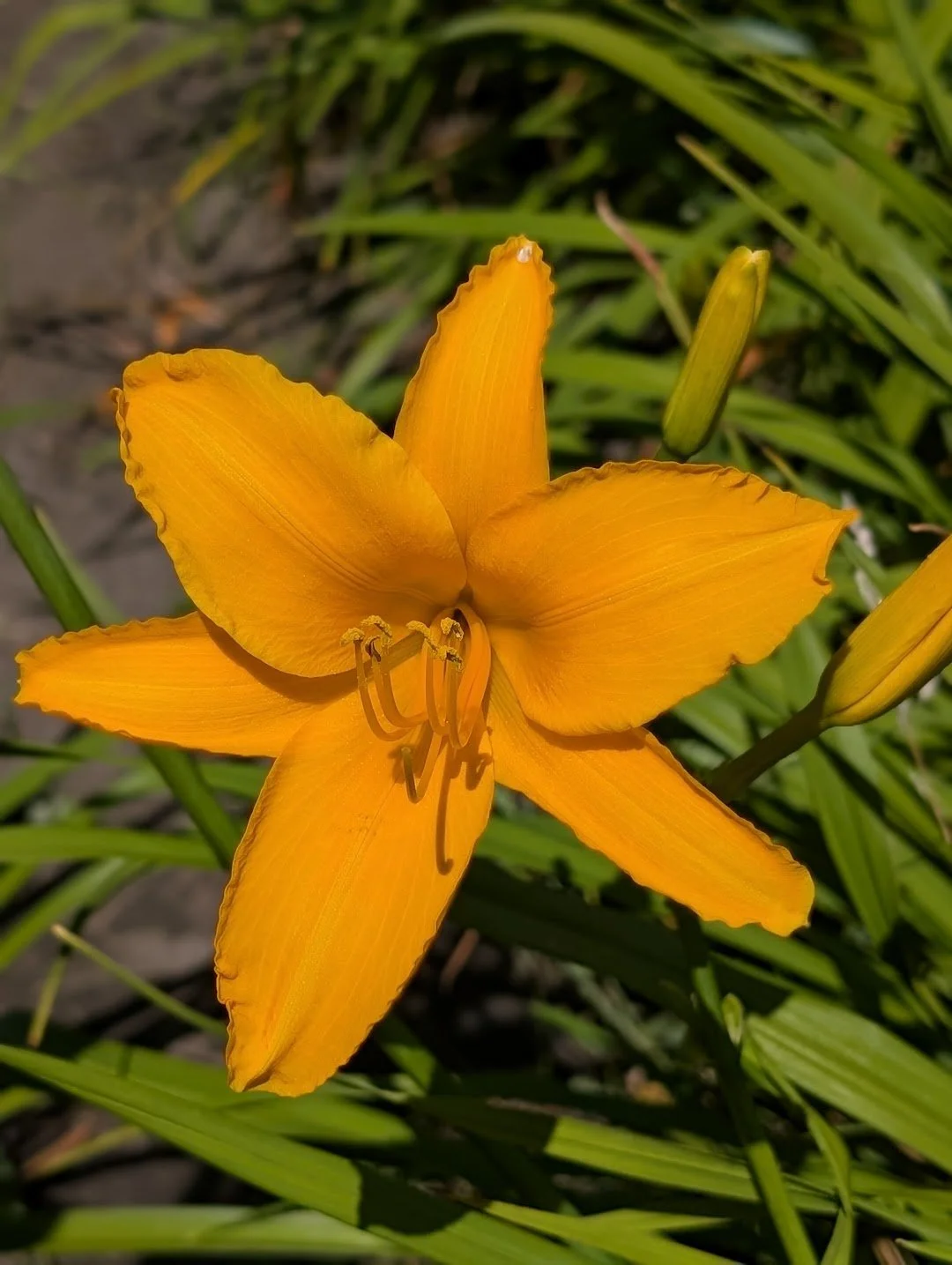 Soledad