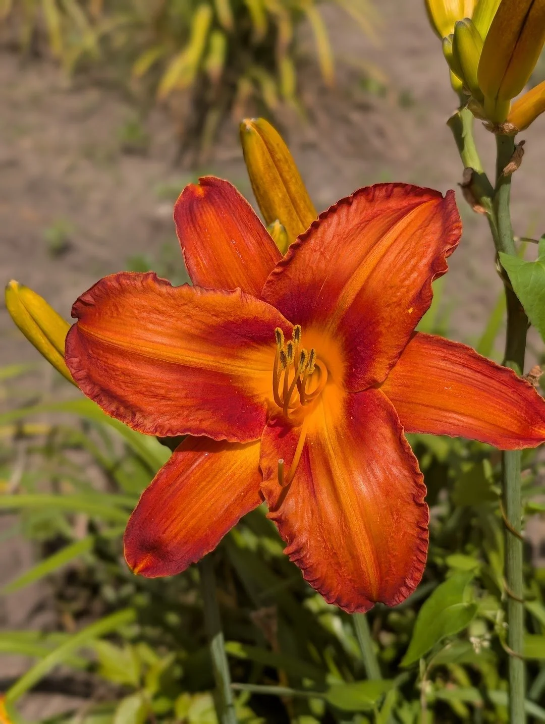 Prairie Chief