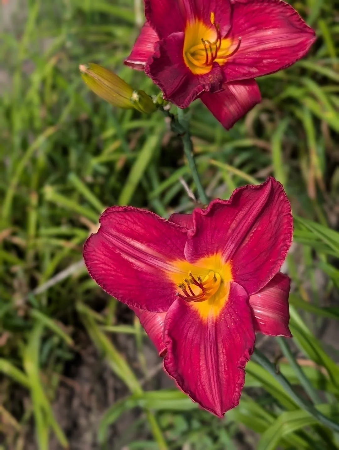 Blufftop Volunteer 2.jpg