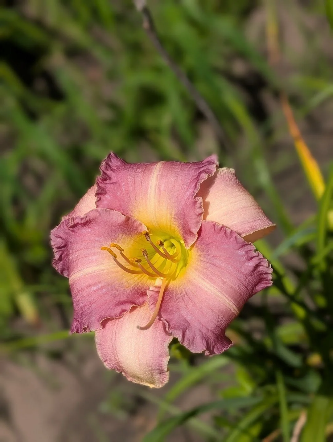 Lavender Blush 1.jpg