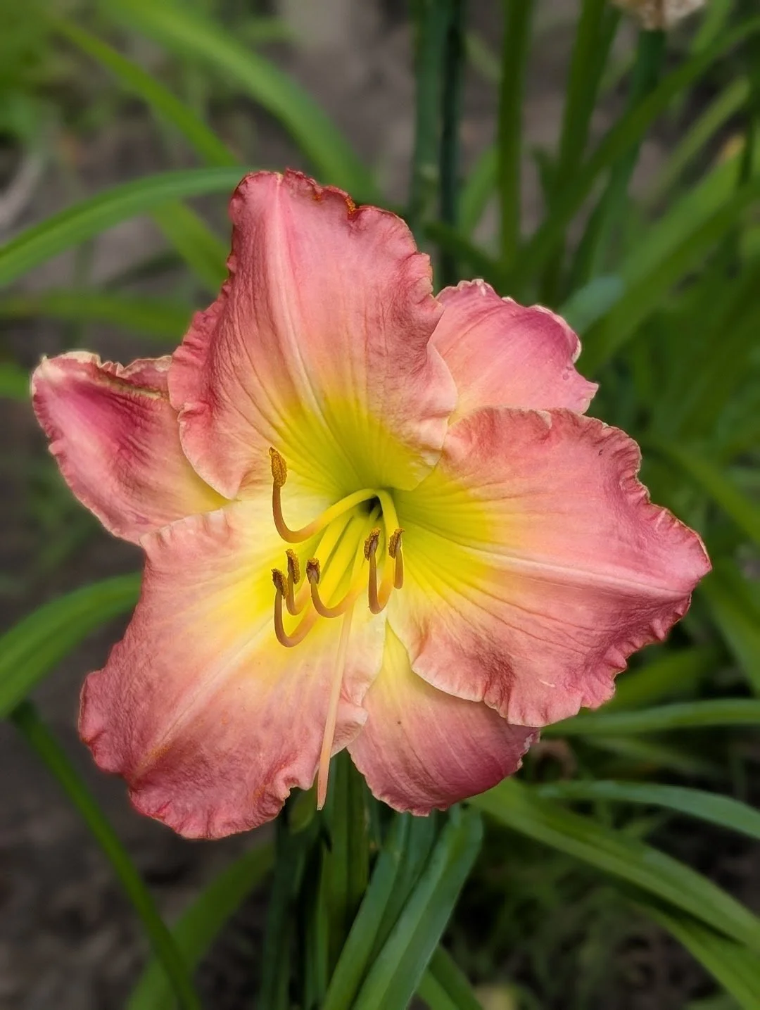 Gentle Rose 1.jpg