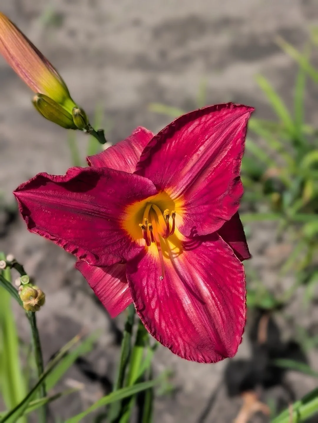 Blufftop Volunteer 3.jpg