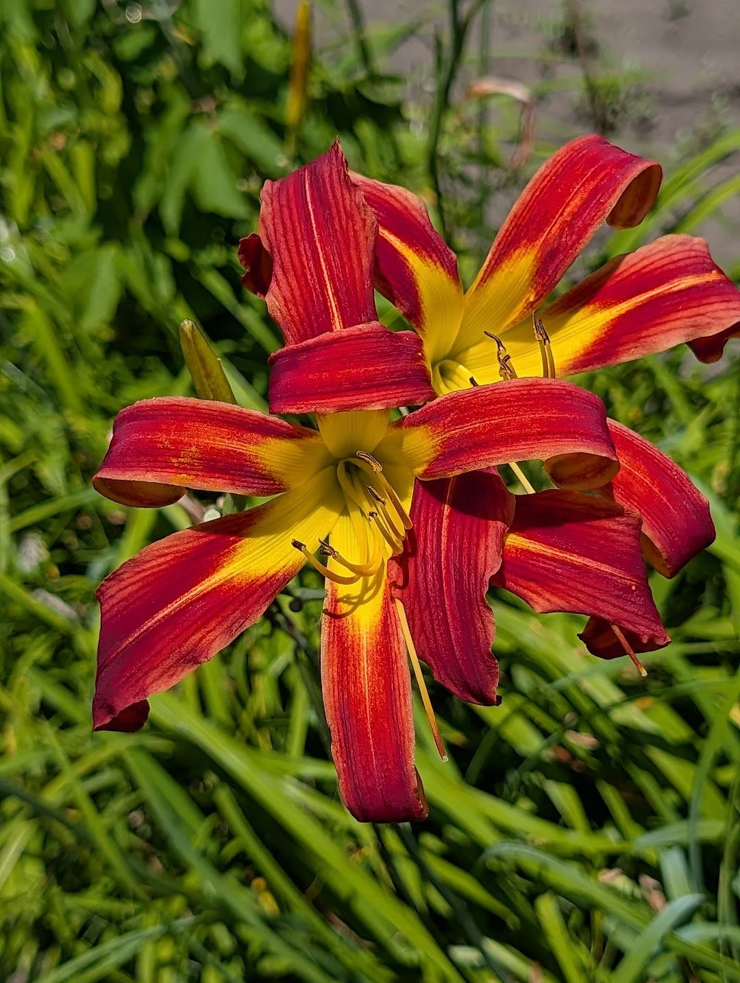 Red Ribbons 2.jpg