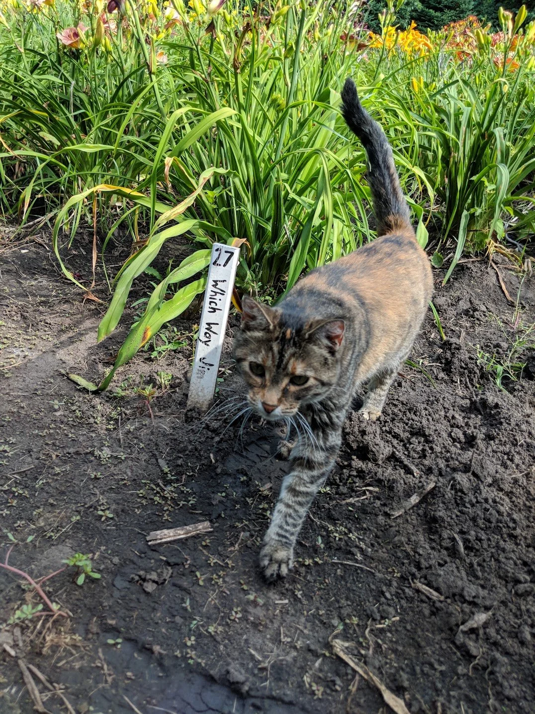 Siti the Kitty 3.jpg