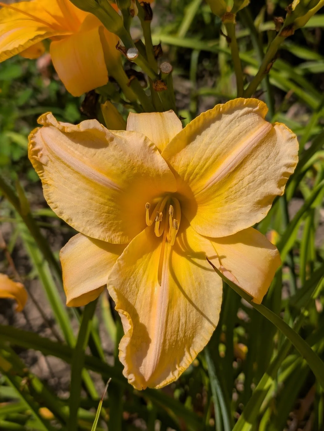 Pumpkin Blossom Hager 1.jpg