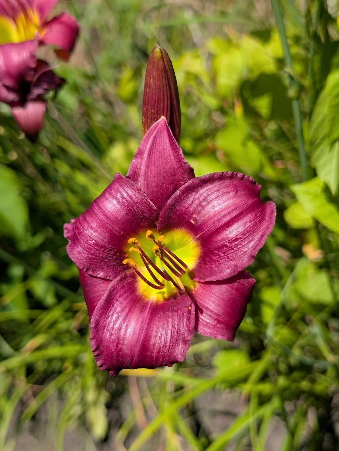 Barbary Corsair 2.jpg