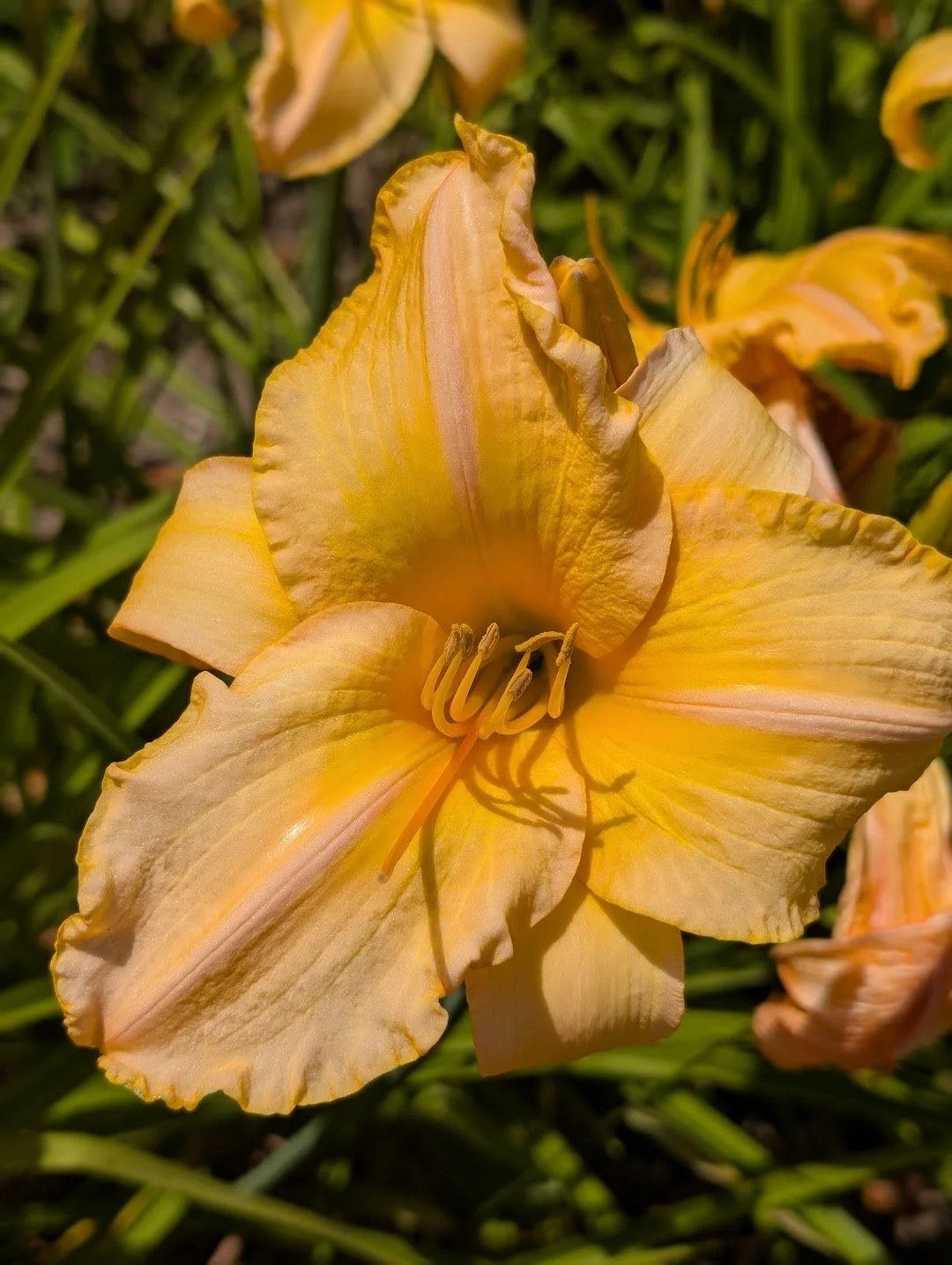 Pumpkin Blossom Hager 2.jpg