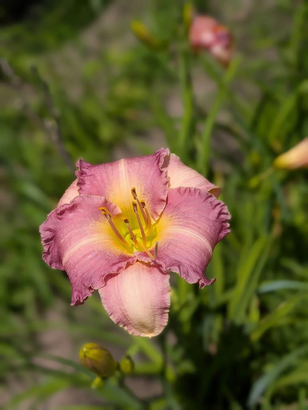 Lavender Blush 2.jpg