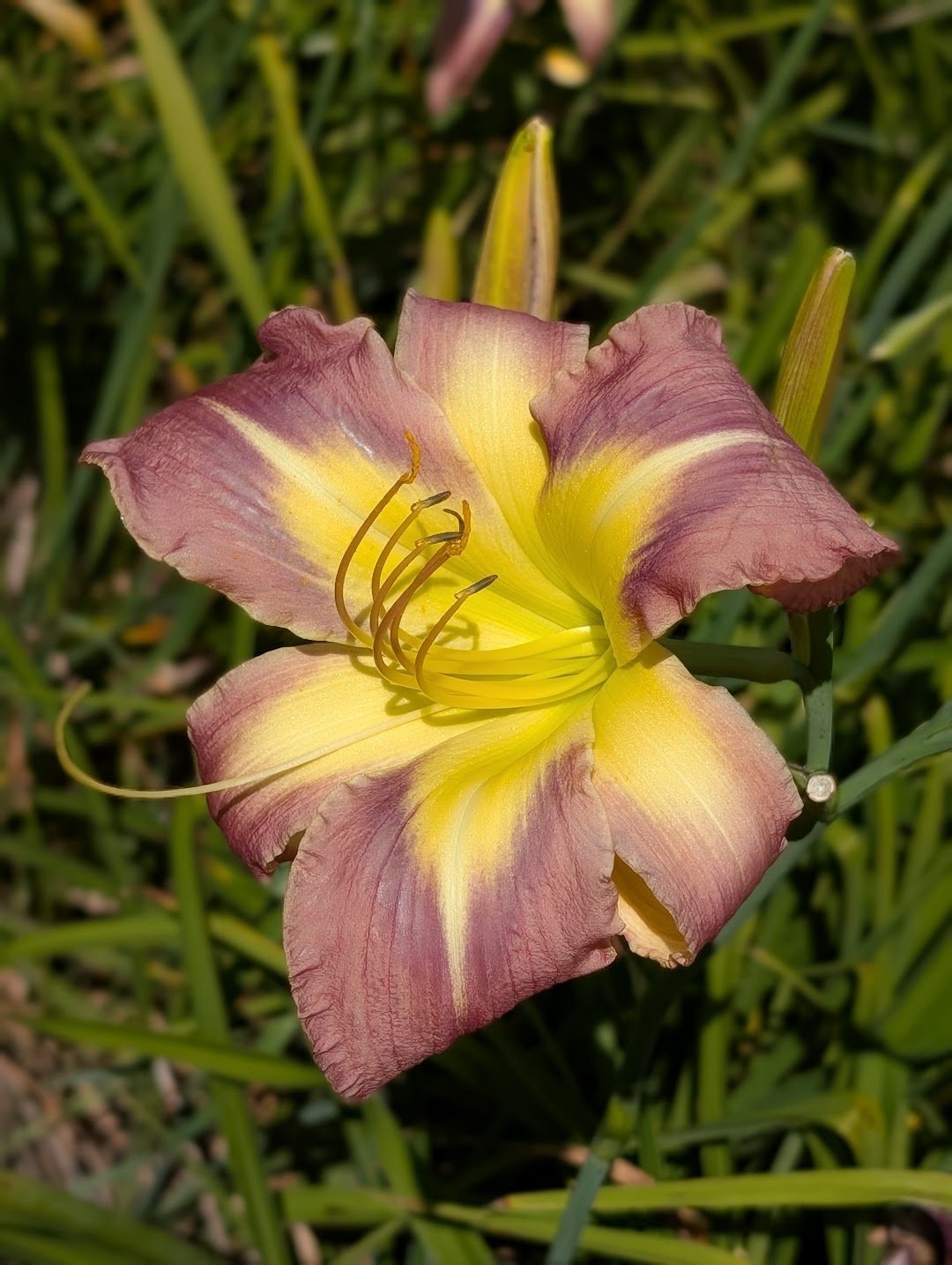 Star of Fantasy