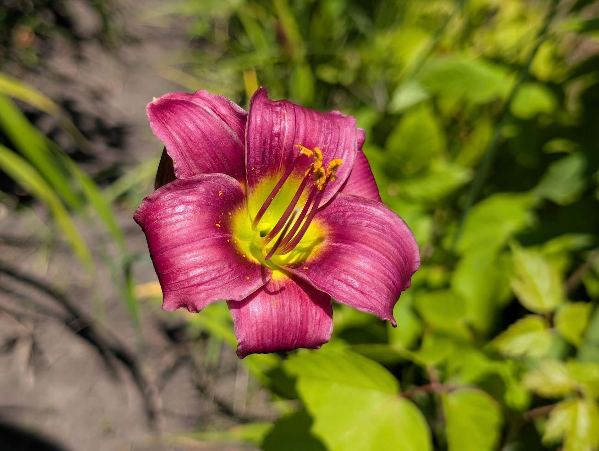 Barbary Corsair 1.jpg