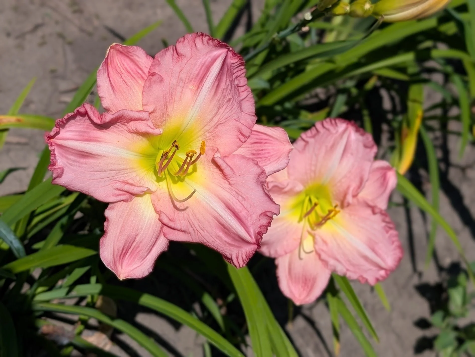 Sparkling Pink 1.jpg