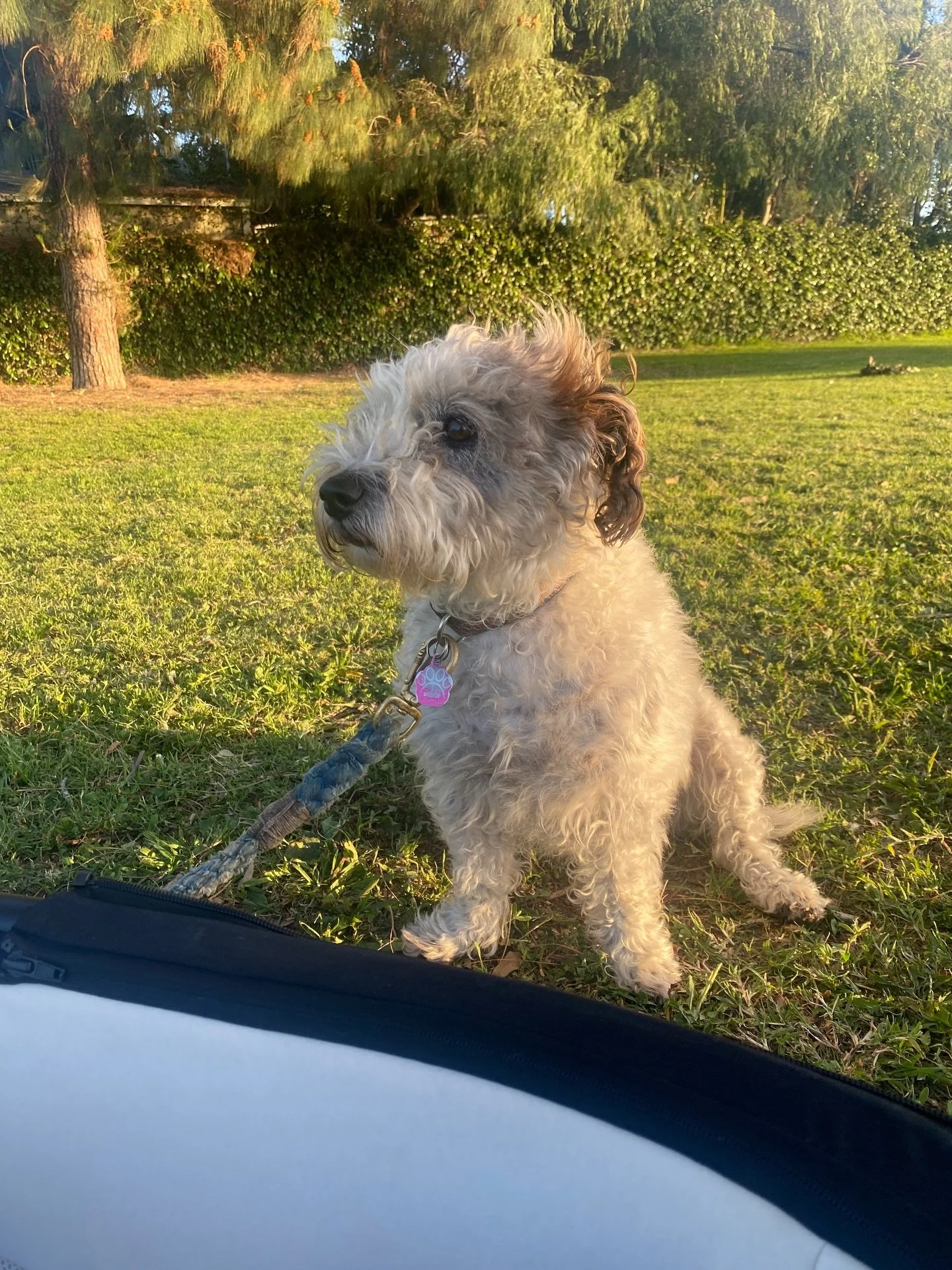 Happy 7th Birthday Brisket 🥳🥳🥳🥳🥳🥳🥳🥳🥳🥳. 
She truly is the best pup and we&rsquo;re so lucky to have her. 
She got the royal treatment with park time, picking out new toys herself and a fancy treat. We love her so much. 💕