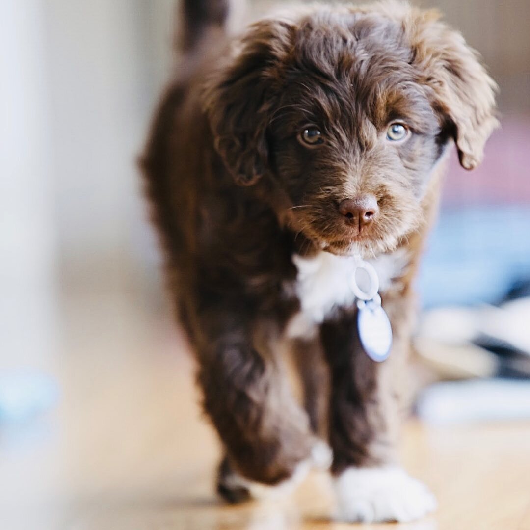 Someone new is running the house!!
.
Hello 👋 Ivy!
.
.
#bordoodle #bordoodlesaustralia #bordoodlesofinstagram #bordoodlepuppy