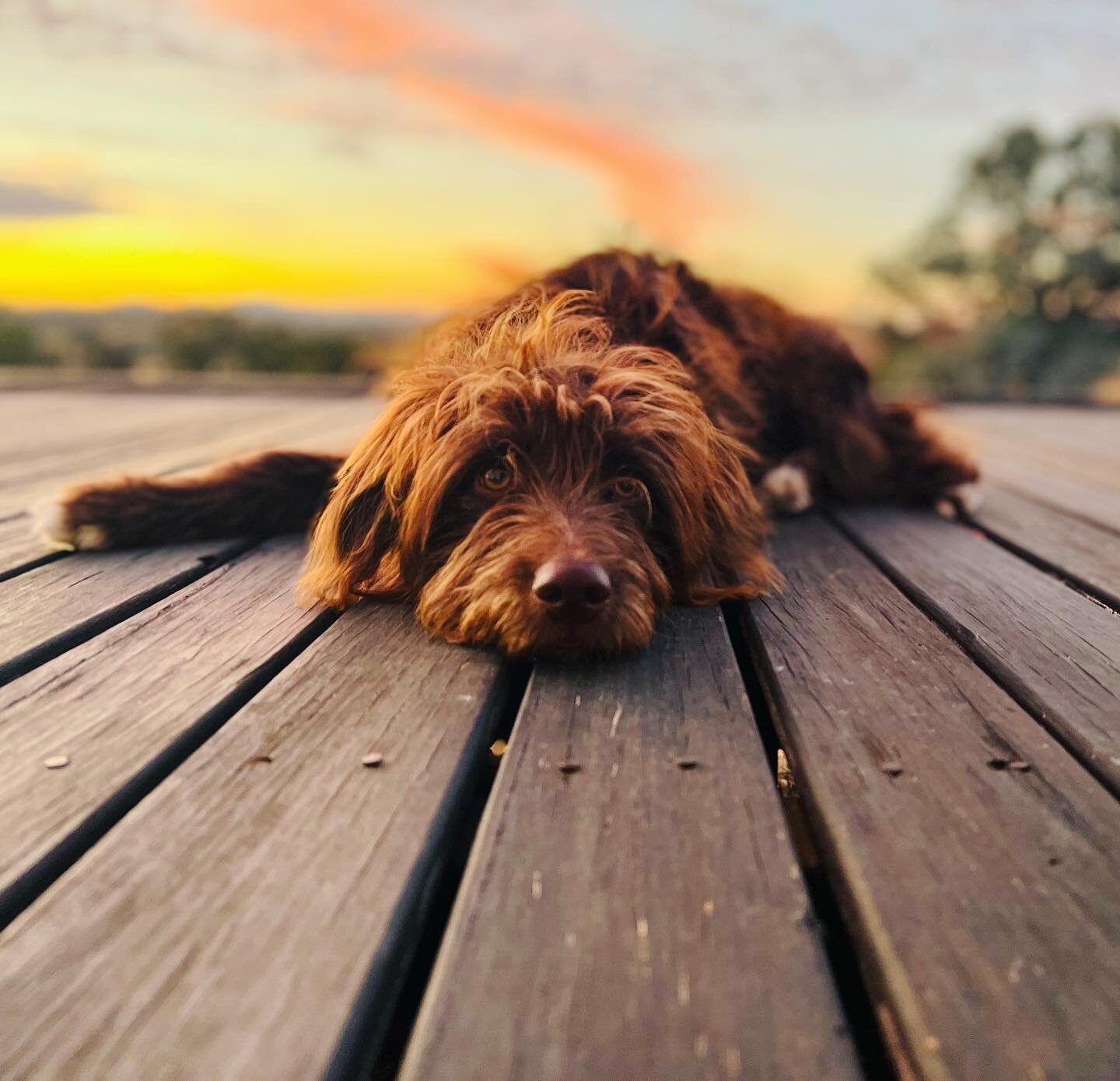 Someone is getting bigger. ❤️ Ivy 🐶. 

#bordoodlesofinstagram #bordoodle #bordoodlepuppy  #sunrise #dog