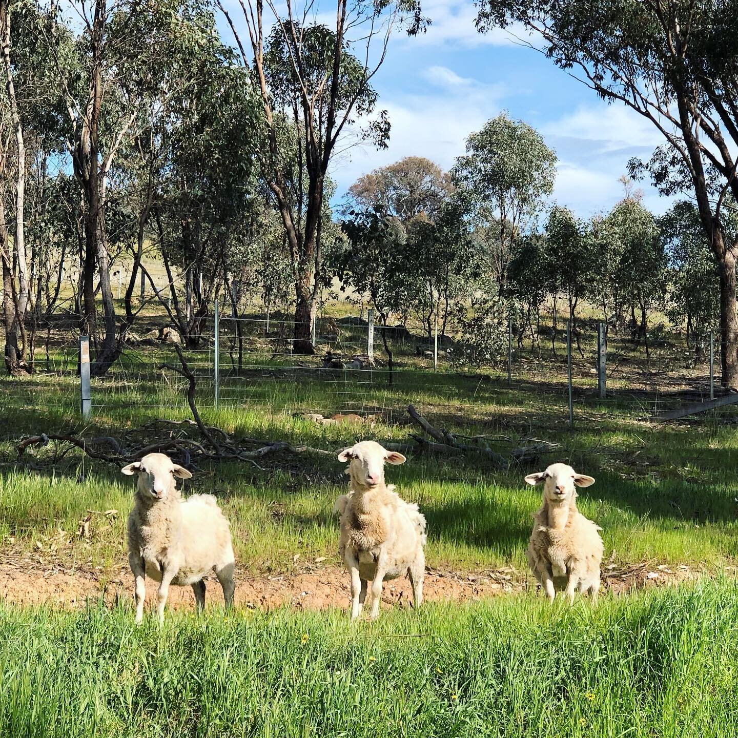 Look who I met on the road during today&rsquo;s run. I&rsquo;m not sure who was more surprised. 
.
Cheeky sheep like to be free