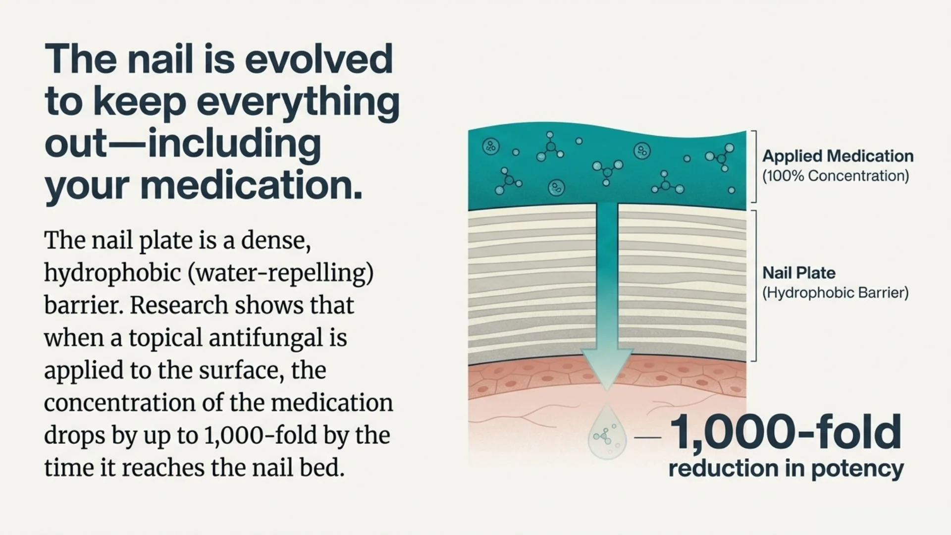 Diagram illustrating how a drug applied on the nail surface is blocked by the nail plate. The image shows applied medication at 100% concentration on top, a dense nail plate in the middle, and a downward arrow representing drug penetration to the nai