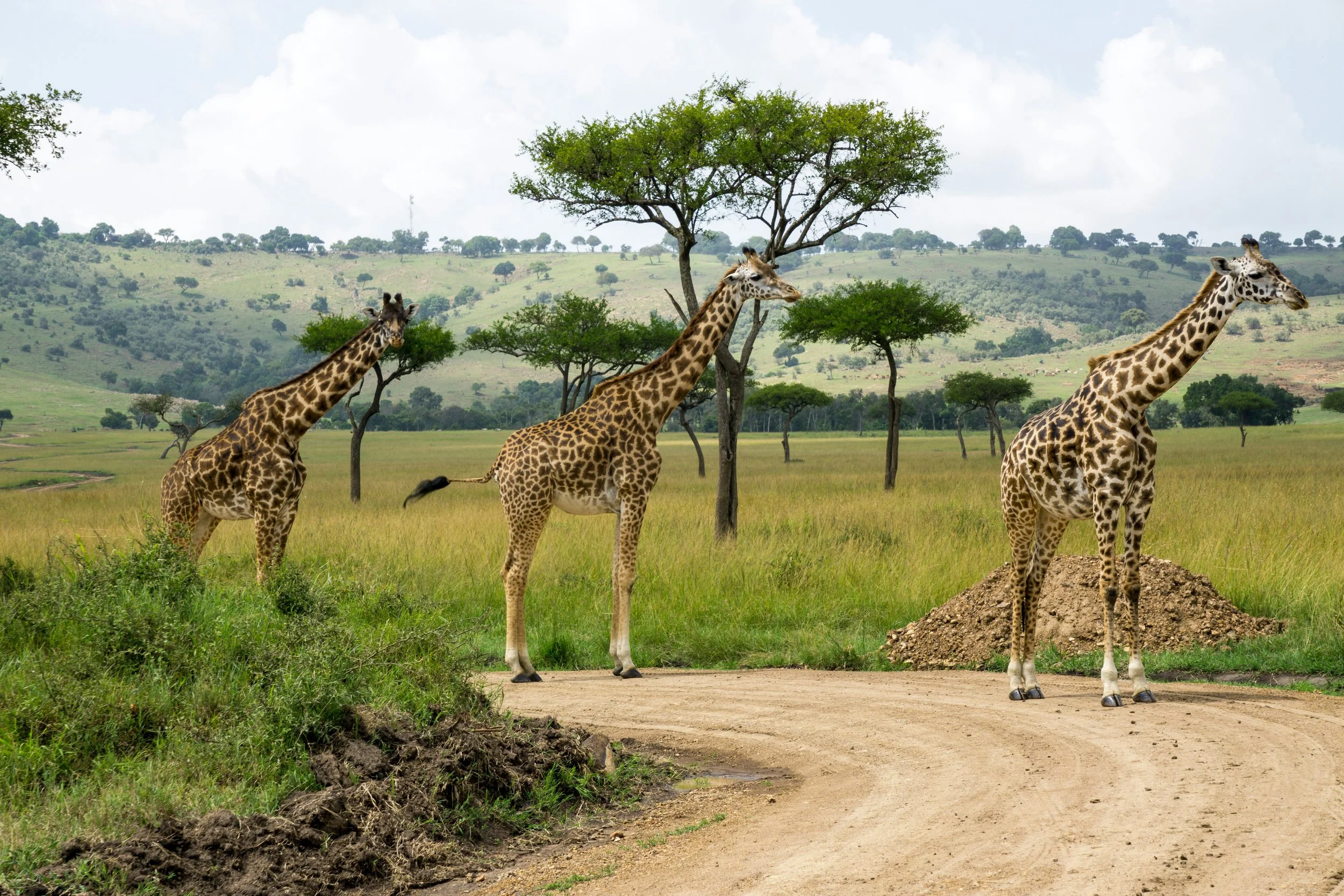 Kenya.jpg