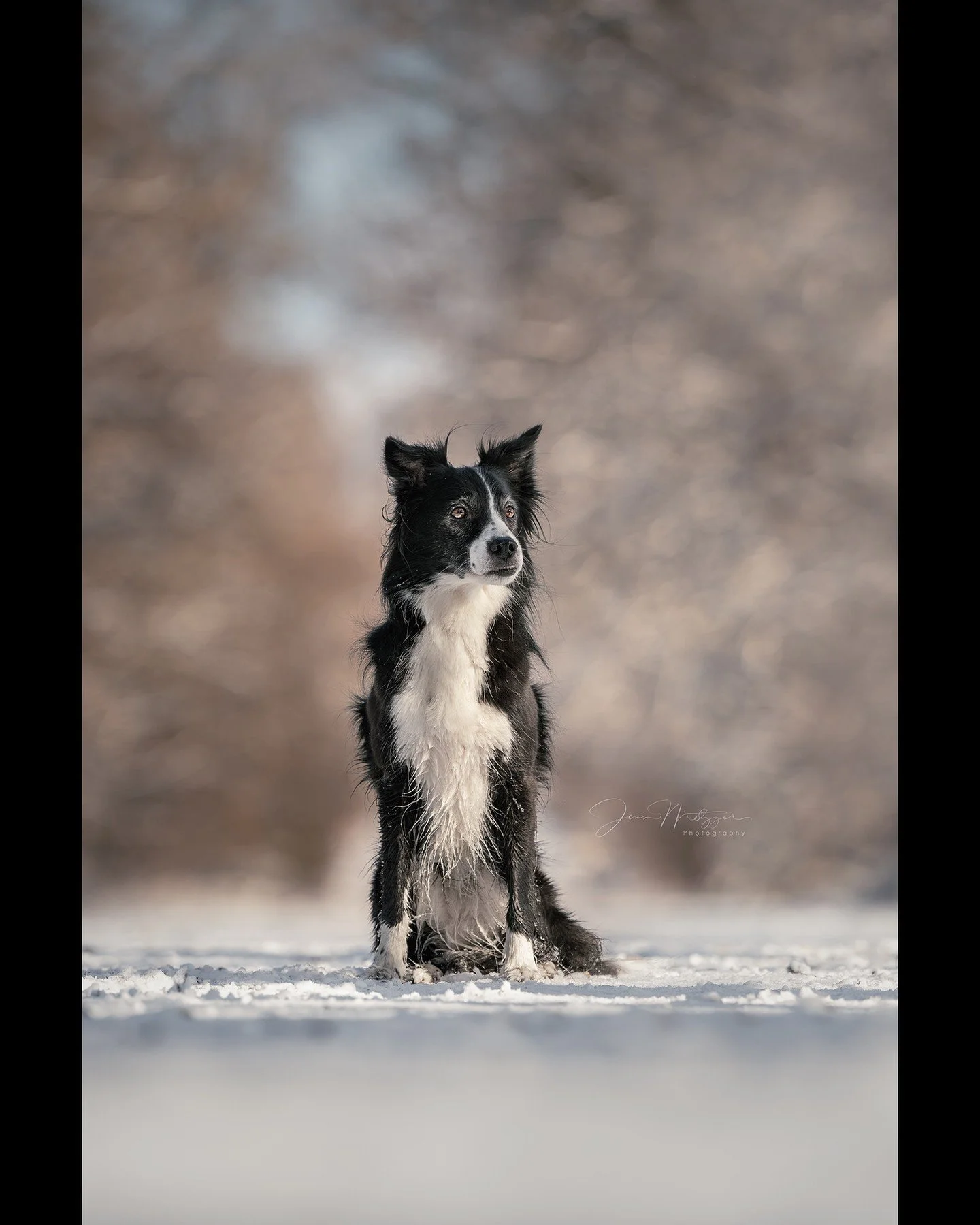 When rare, fluffy snow days pop up in southern Kansas, you must capture the moment with your best dog companion.
