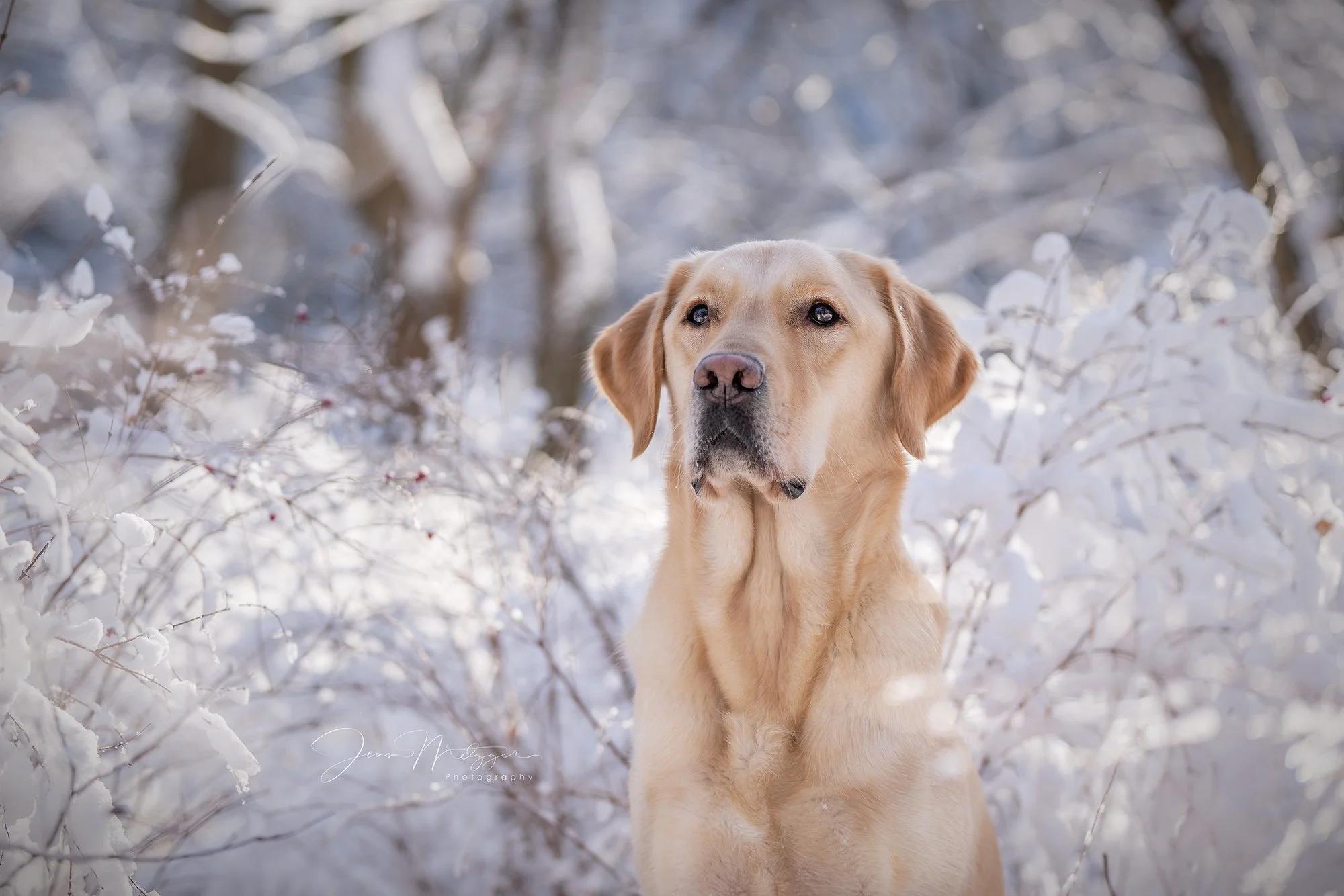 Sweet boy in a winter wonderland. #labrador  #goldenretriever #dogtog #dogtography #dogtographer #kansasphotography #ictpets