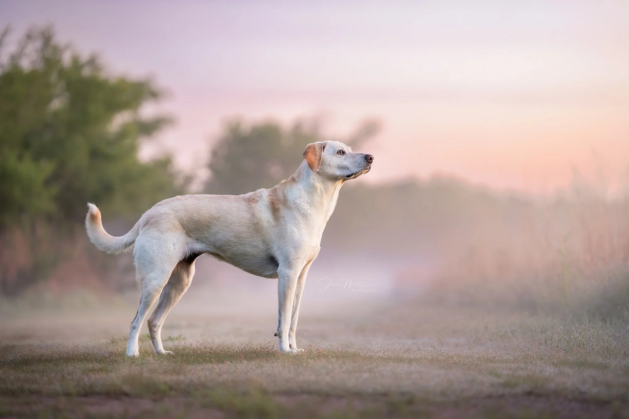 ✨ Meet Daisy ✨

In the quiet hours of a Kansas morning, mist drifted over the prairie, and Daisy became part of the landscape. The soft light and open fields felt like a painting, and she was at the heart of it. 🌾🐾

Fine art pet photography is abou