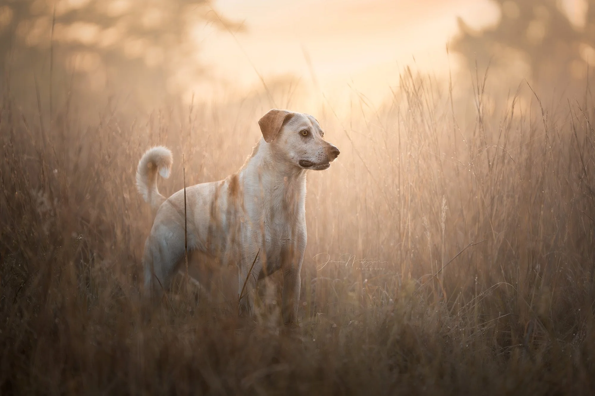 ✨ Daisy in the prairie ✨
&ldquo;Keep close to Nature&rsquo;s heart&hellip; and break clear away, once in a while, and climb a mountain or spend a week in the woods. Wash your spirit clean.&rdquo; &mdash; John Muir

This morning, surrounded by golden 