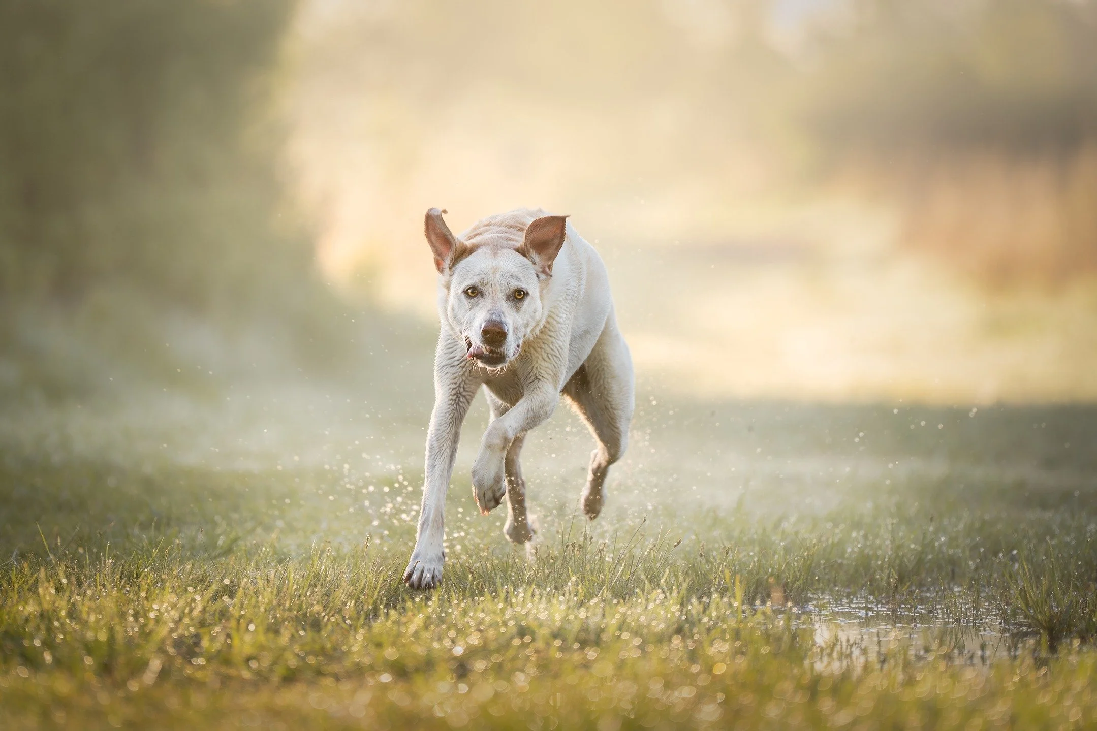 Loving the rain and cooler weather. Who else gets restless with the crisp fall air?

#kansaspets #kansaspetphotographer #ictpawtraits #ictphotography #ictphotographer #wichitaphotographer