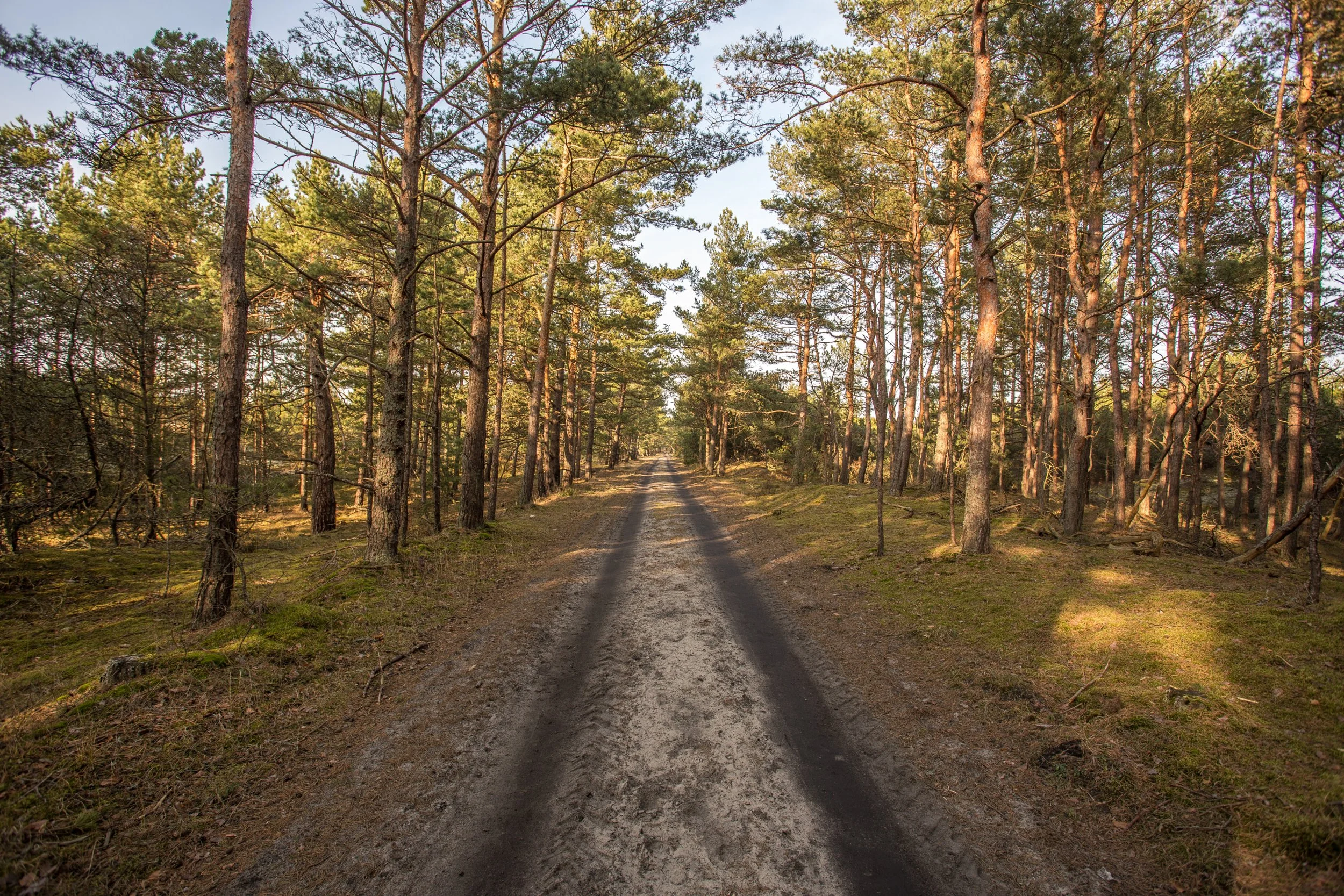 Moose know when autumn falls