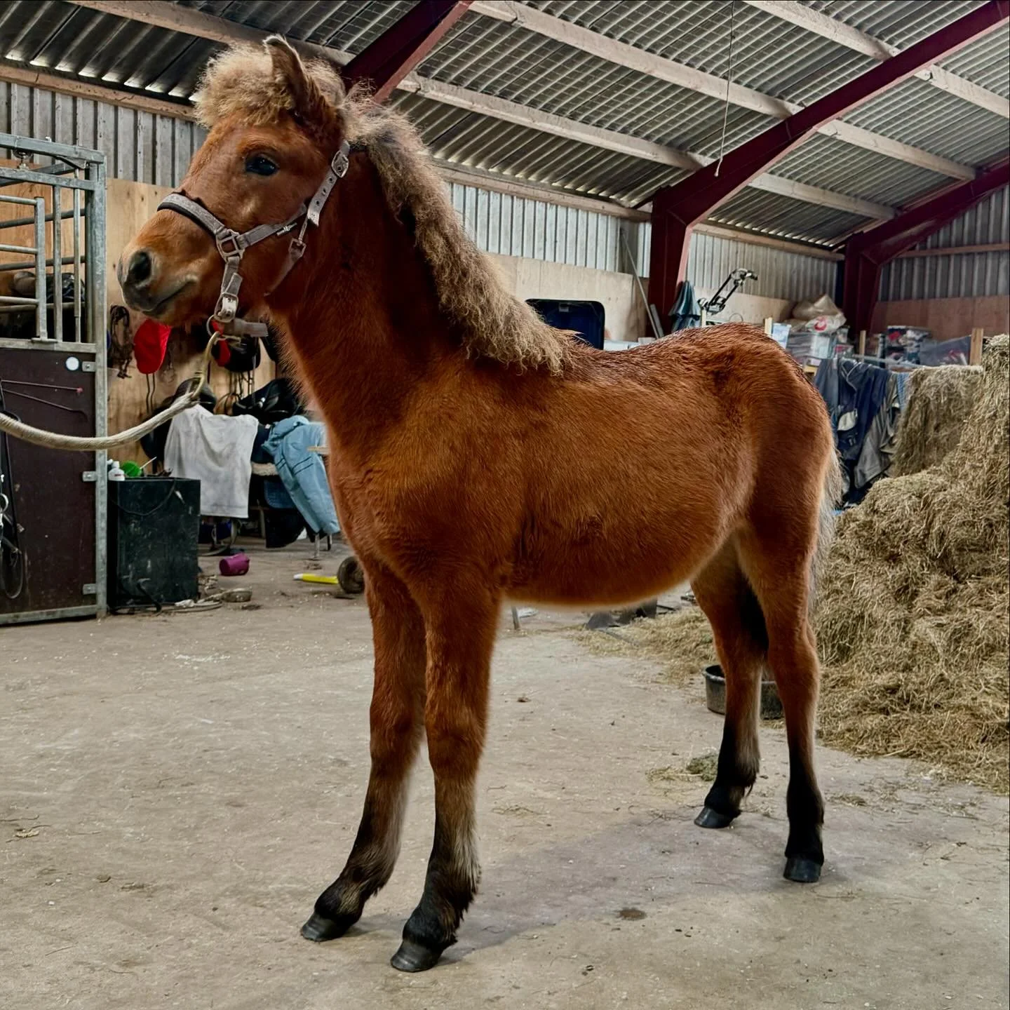 Valdimar fra Stald Marin melder klar til f&oslash;lshow i morgen 🥳
M: Dalv&ouml;r fr&aacute; Stafni 🥇
F: T&oacute;nn fra &Oacute;lafsbergi 🥇