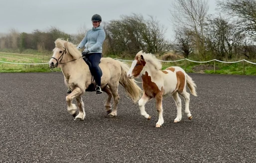 🔥🔥🔥Fantastisk mulighed🔥🔥🔥

Mor og s&oslash;n til salg sammen eller hver for sig 🤩 
Oplagt mulighed til dig der vil avle flotte f&oslash;l. 

💥Blika fra Humlehuset💥
 DK2009200040
F: Askur fra H&aring;kansg&aring;rden 🥇
(rid.8,87 - 10,0 for p
